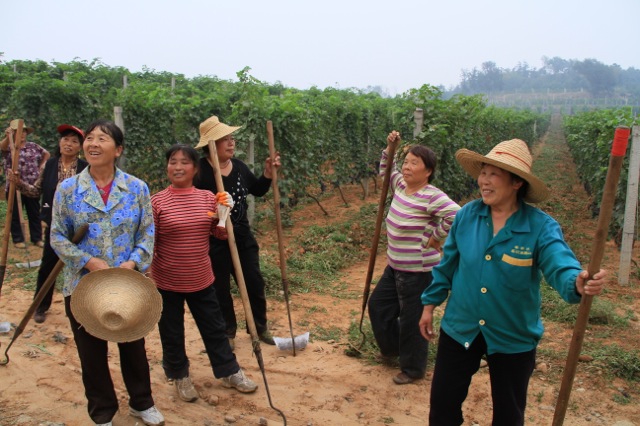   This is a vineyard 80kms north of Beijing, Chateau Changyu AFIP.  &nbsp;&nbsp;  They had built a replica Chateau here, the same scale as the largest chateaux of France. The only difference was that when we knocked on the walls, which looked like st