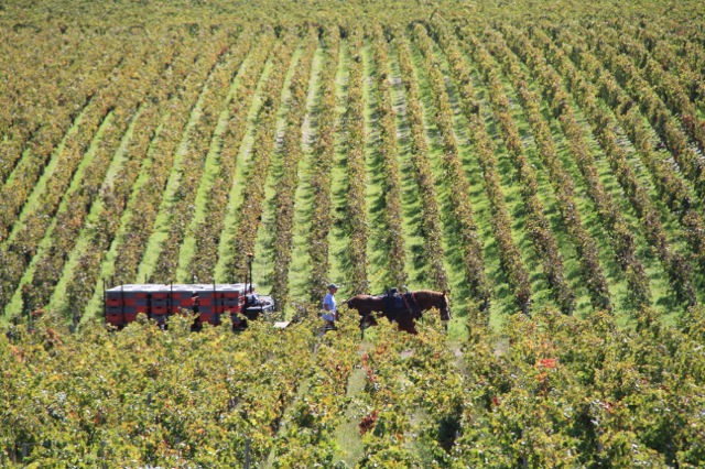  Horse and cart hauling grapes, Chateau Pontet Canet, Bordeaux  
