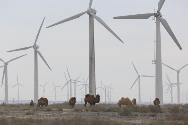   Camels under China's largest wind farm, Xinjiang Province, wine frontier, Far West China  