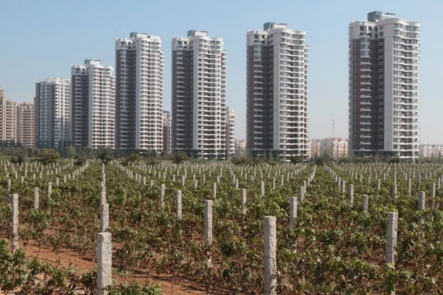 Apartment blocks tower over vines at Chateau Changyu Castel, Shandong Province, China