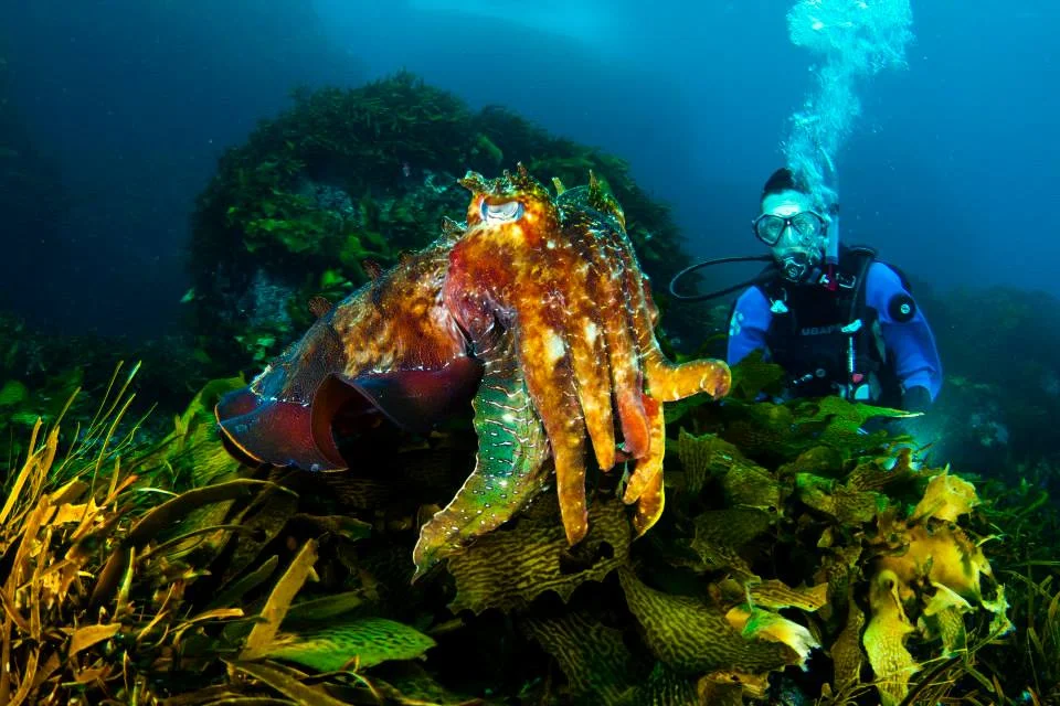 A Giant Cuttlefish in the kelp on Breaksea Island..jpg