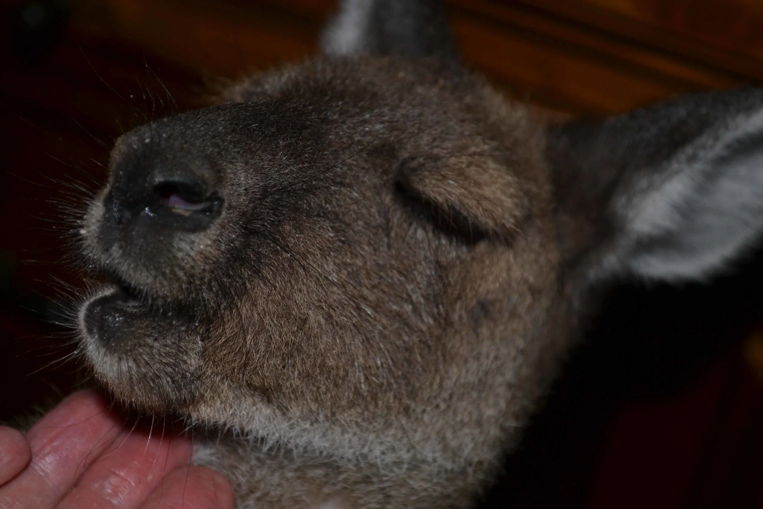 Sammie loves scratching.jpg