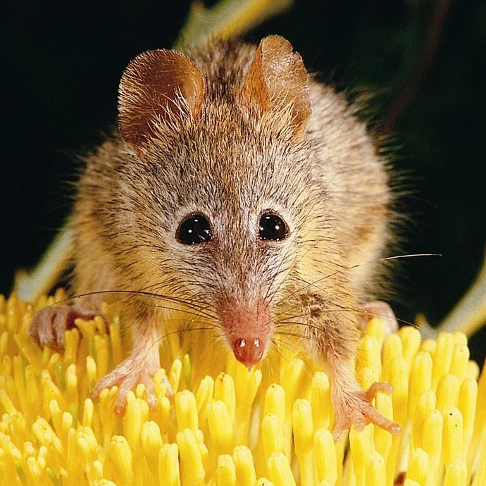 Honey Possums eat nectar from flowers. Photo Jiri Lochman/Lochman Transparencies.