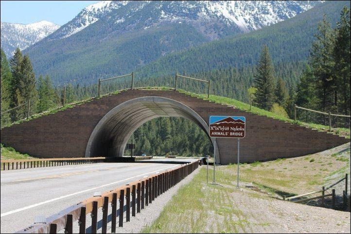 Montana. Credit: The Pedigree Artist