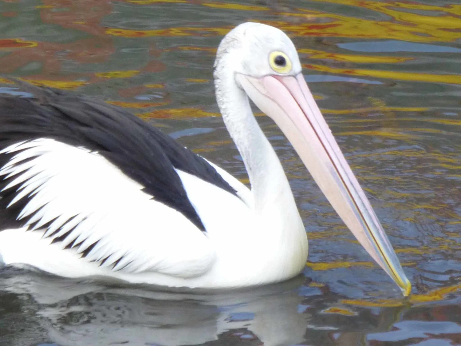 Pelican+3.jpg