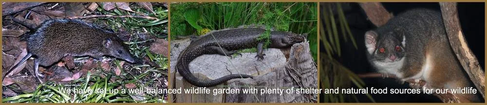 Wildlife+Haven+at+HideAway+Haven,+albany+Western+australia.jpeg