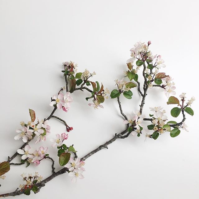 In Japan blossom symbolises clouds, and is a metaphor for the ephemeral nature of life. Unfortunately blossom season in the uK is short lived although they also include the beautiful blossom from fruiting trees.