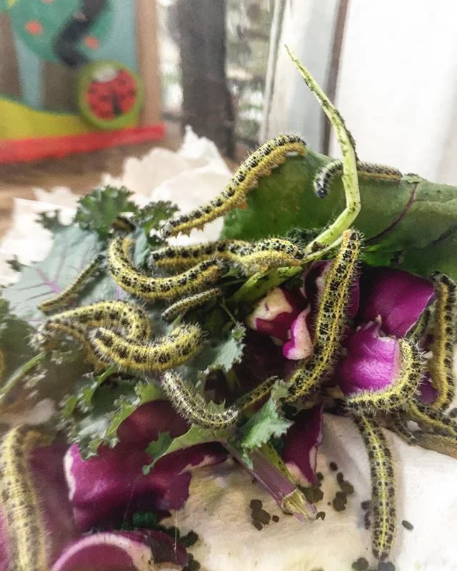 Plaga mascota 
Estas &uacute;ltimas semanas el peque&ntilde;o huerto de br&oacute;colis de mi mam&aacute; se llen&oacute; de orugas. Tratando de no meterle ninguna cosa t&oacute;xica Le&oacute;n prefiri&oacute; atraparlas (en la imagen solo se ven un