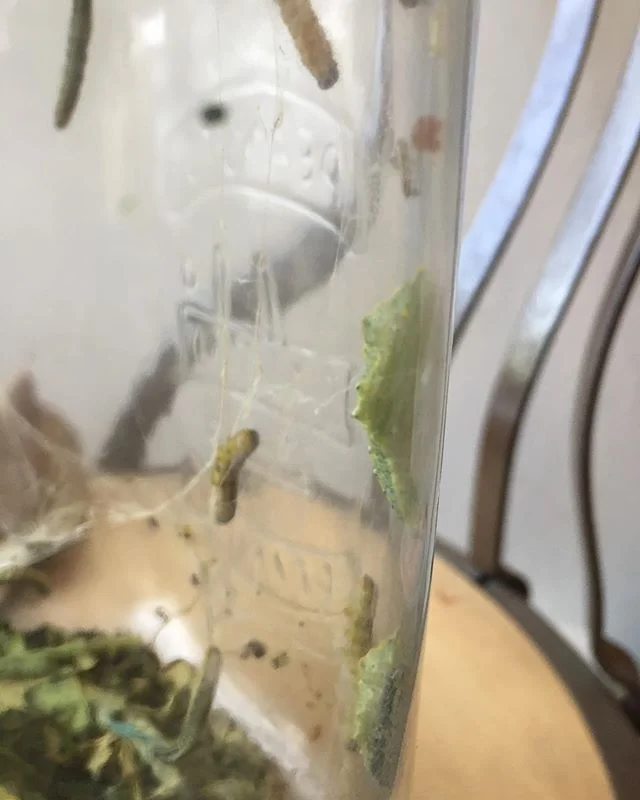 Ya hay 3 en plena metamorfosis! Nunca pens&eacute; que era tan r&aacute;pida la cosa 😱
Se empezaron a transformar en el transcurso de una tarde... pero cu&aacute;nto rato se quedan as&iacute;? 🤔

#caterpillars