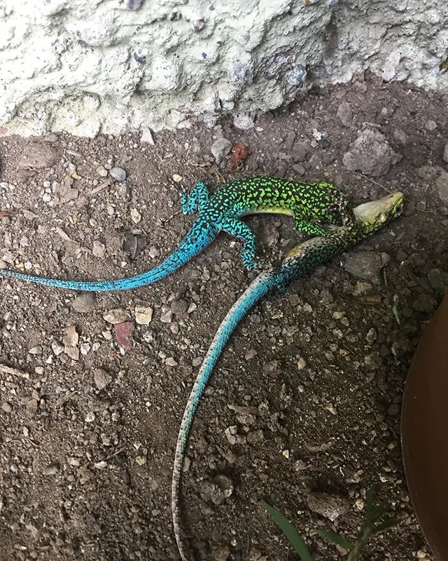 Hoy en aventuras en el huerto: lizard fight!

#lizard 
#lizardfight
#aventurasenelhuerto