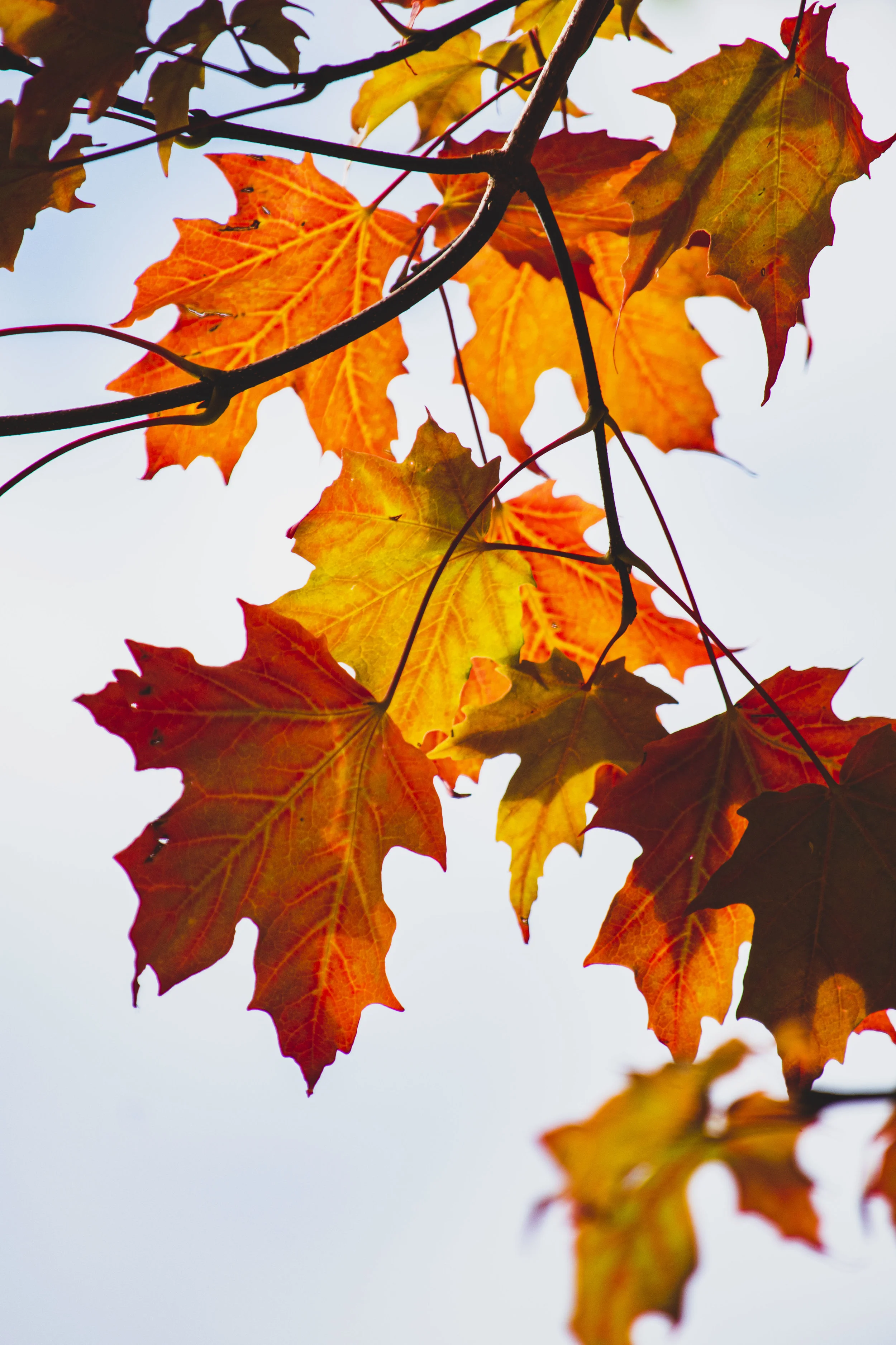 FAMILY AND FRIENDS DAY IS COMING: NOVEMBER 10, 2019