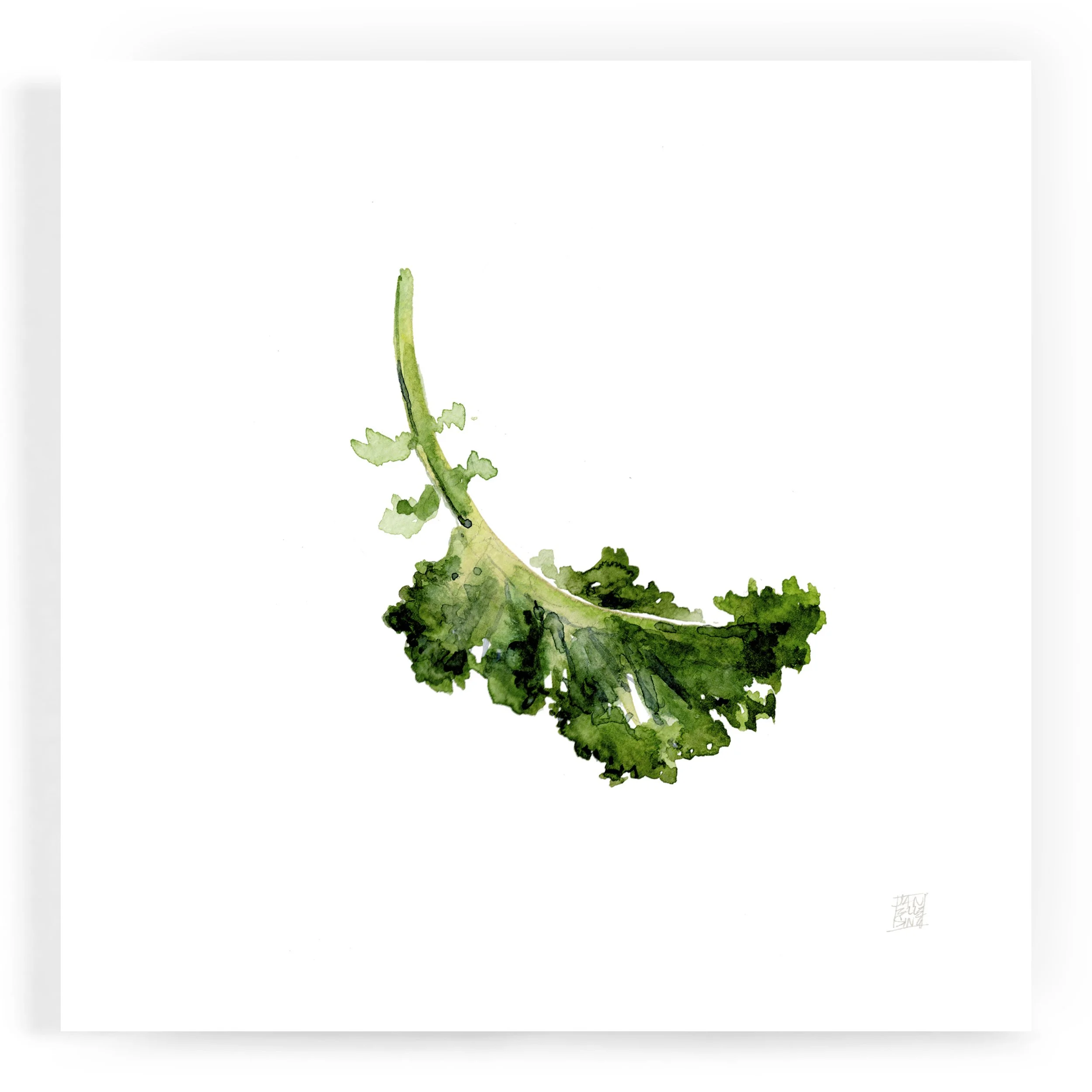 JS_greenkale_8x8print.jpg