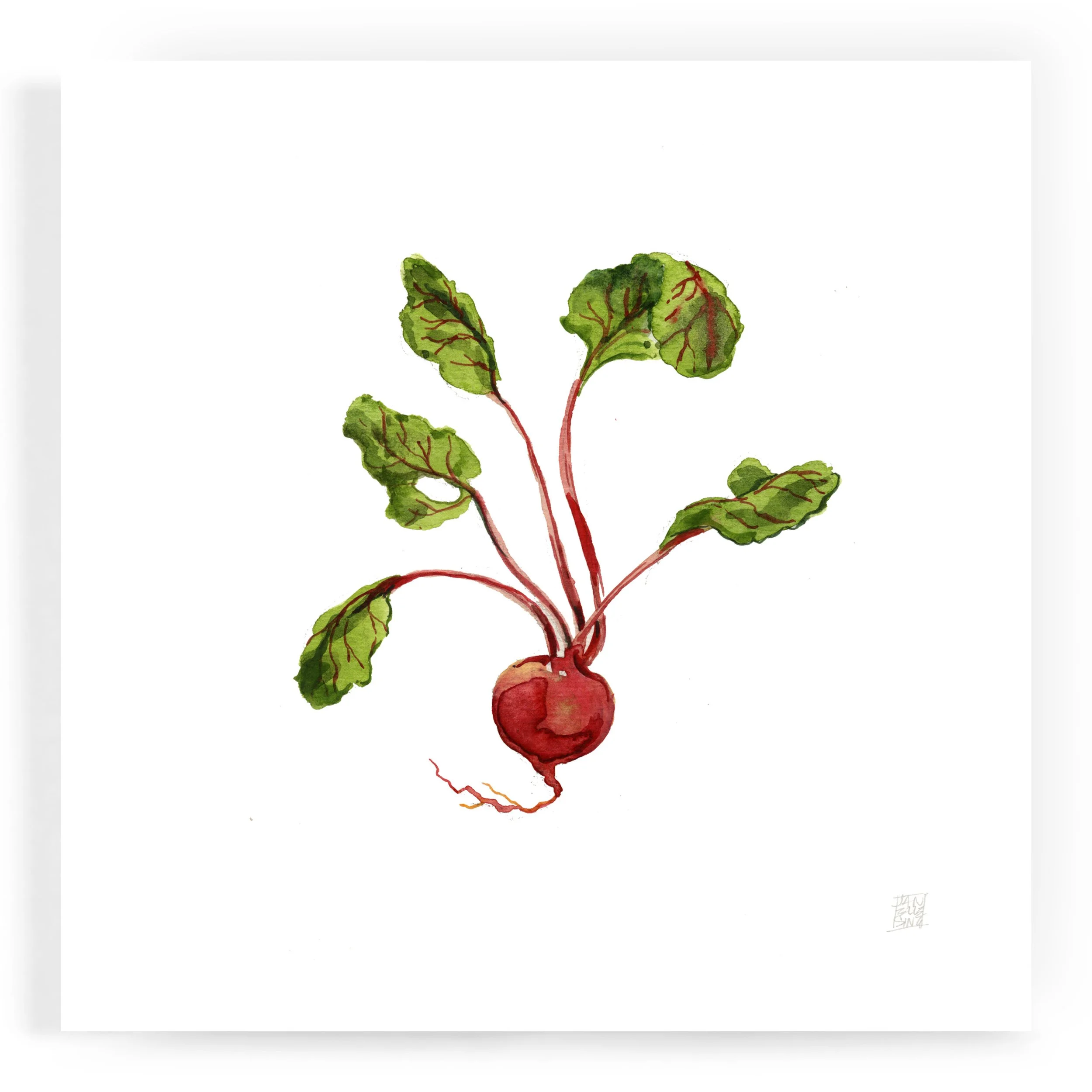 JS_beet_8x8 print.jpg