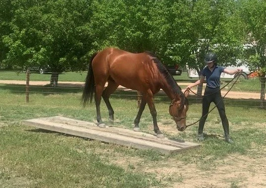 Hores Going Over Bridge.jpg