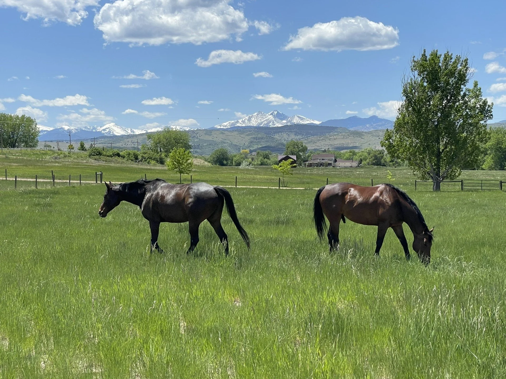 Two Horses in Tall Grass Pasture.jpg