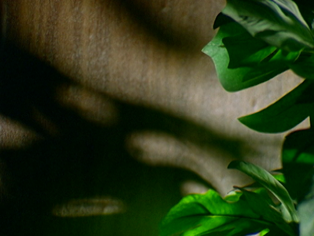 tsip_plant.png