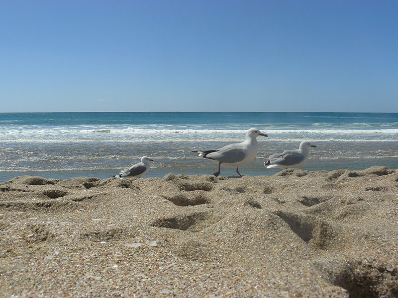 birds.png