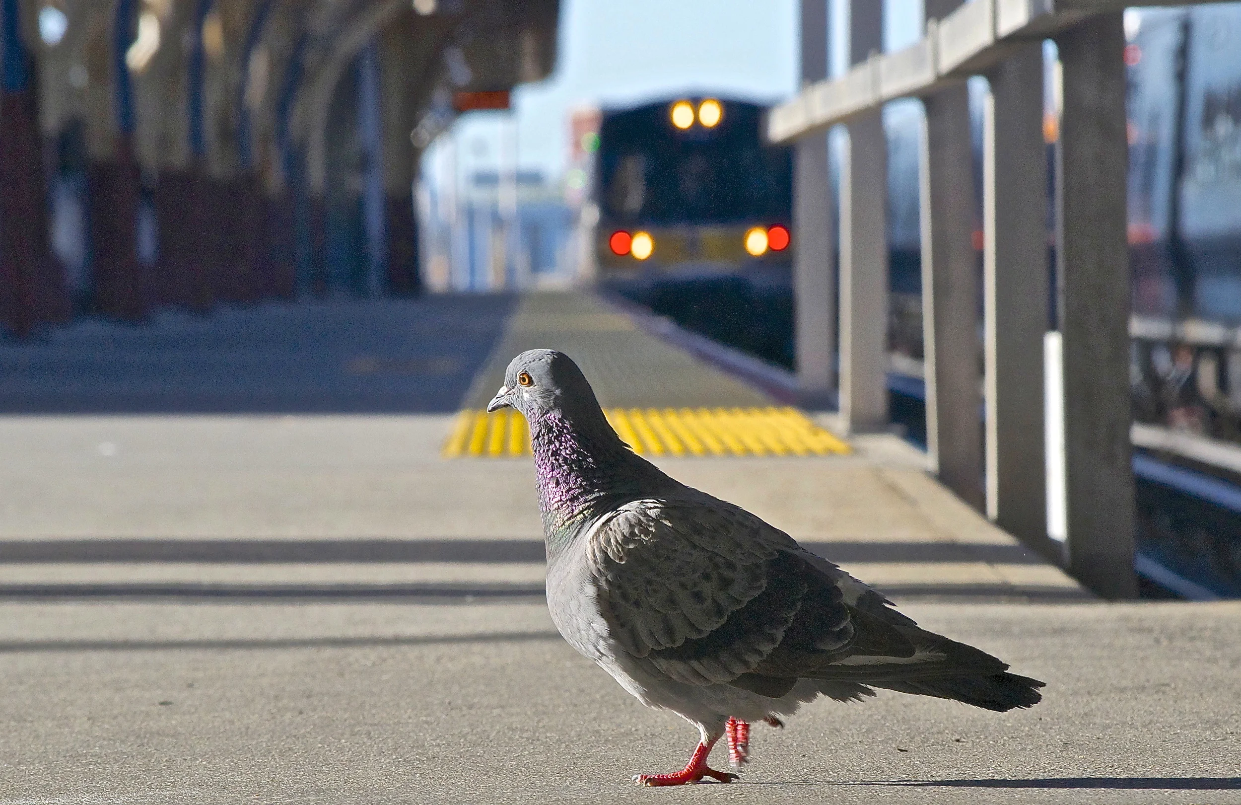 Pigeon Paces Platform
