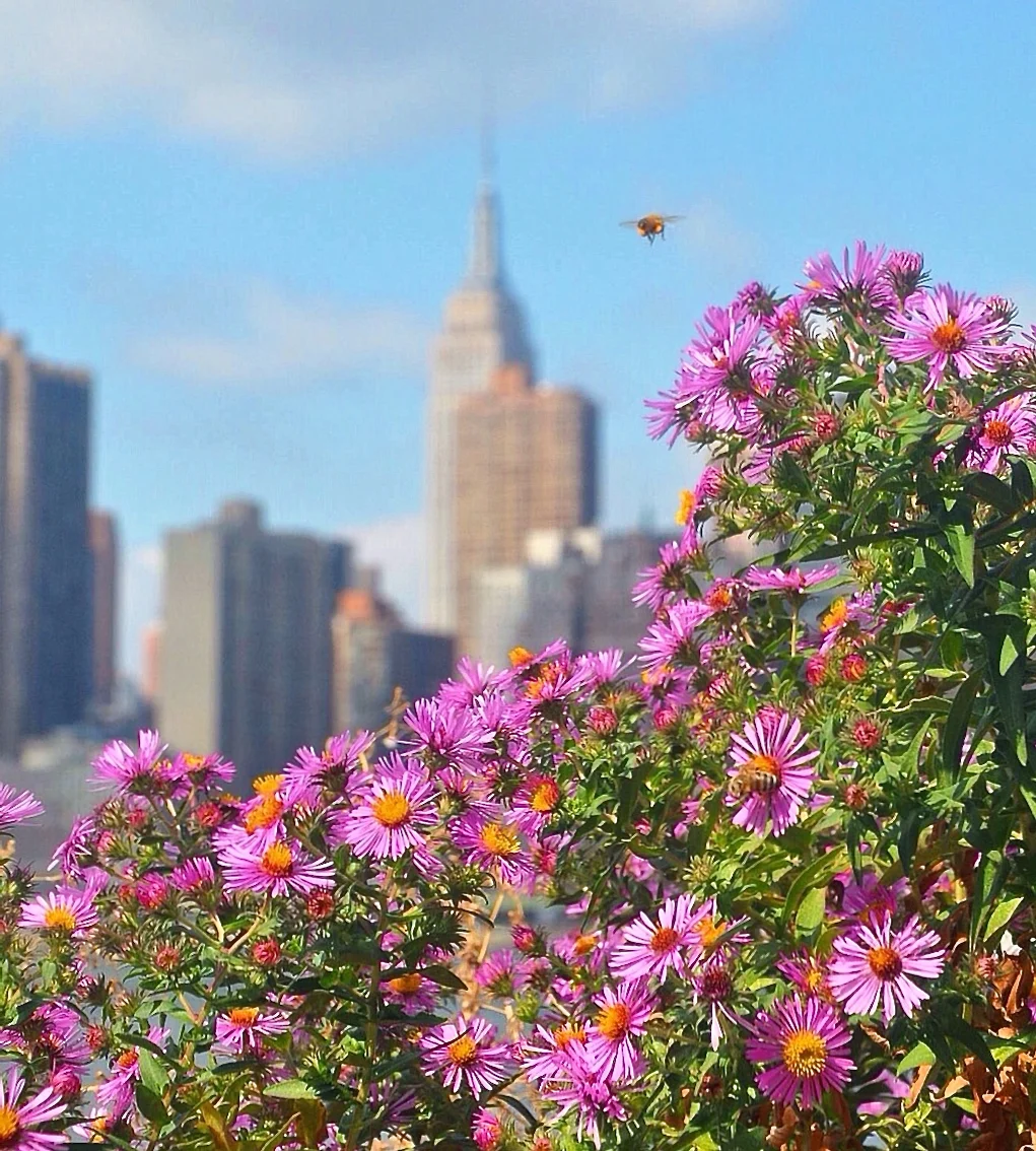  A bee buzzes around flowers at Gantry State Park in Long Island City, with the Empire State Building and the rest of the midtown skyline as backdrop.&nbsp;  (Photo © Joseph Kellard/kellardmedia.com)  