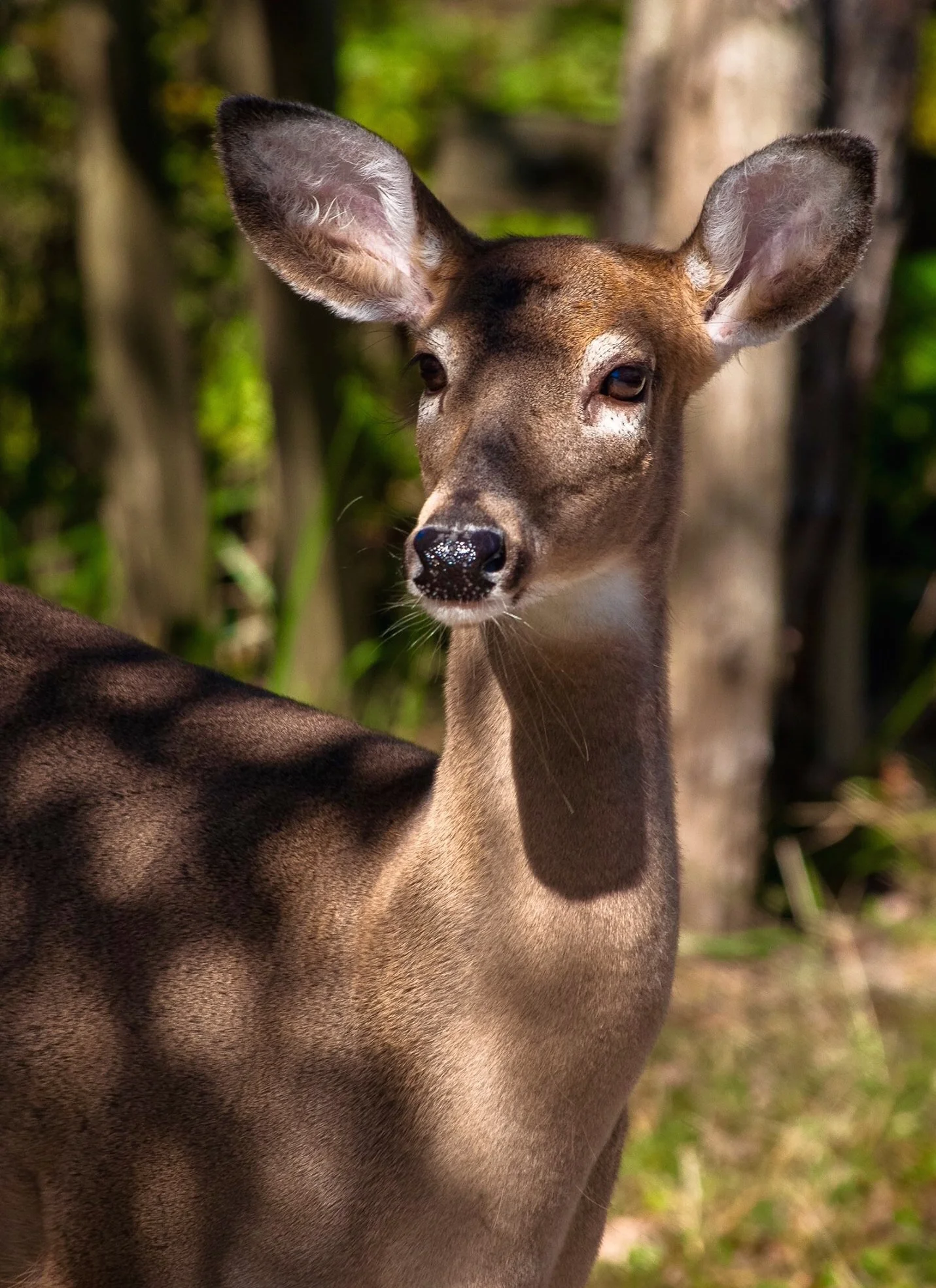 Shadow Deer