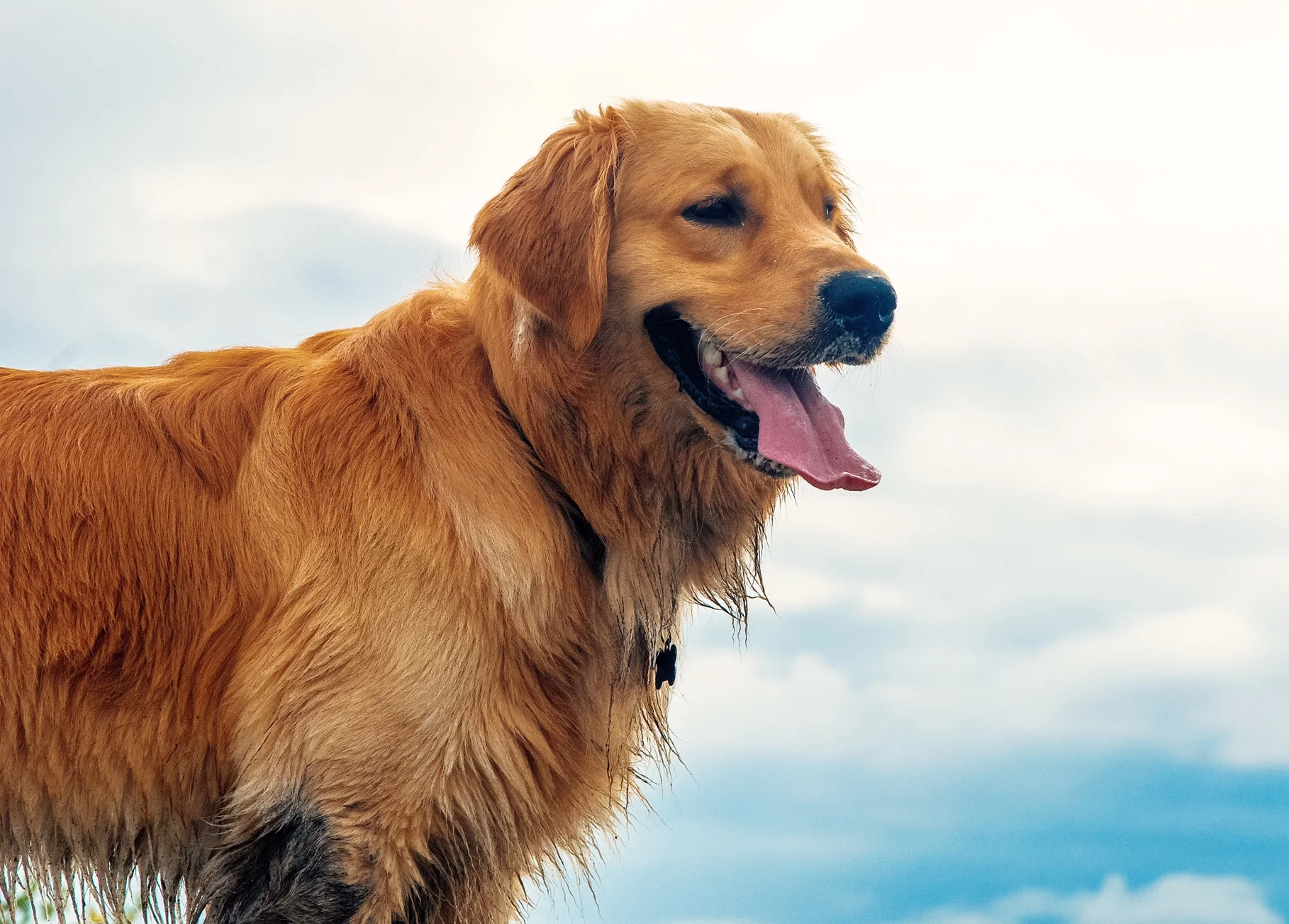 Golden Retriever 