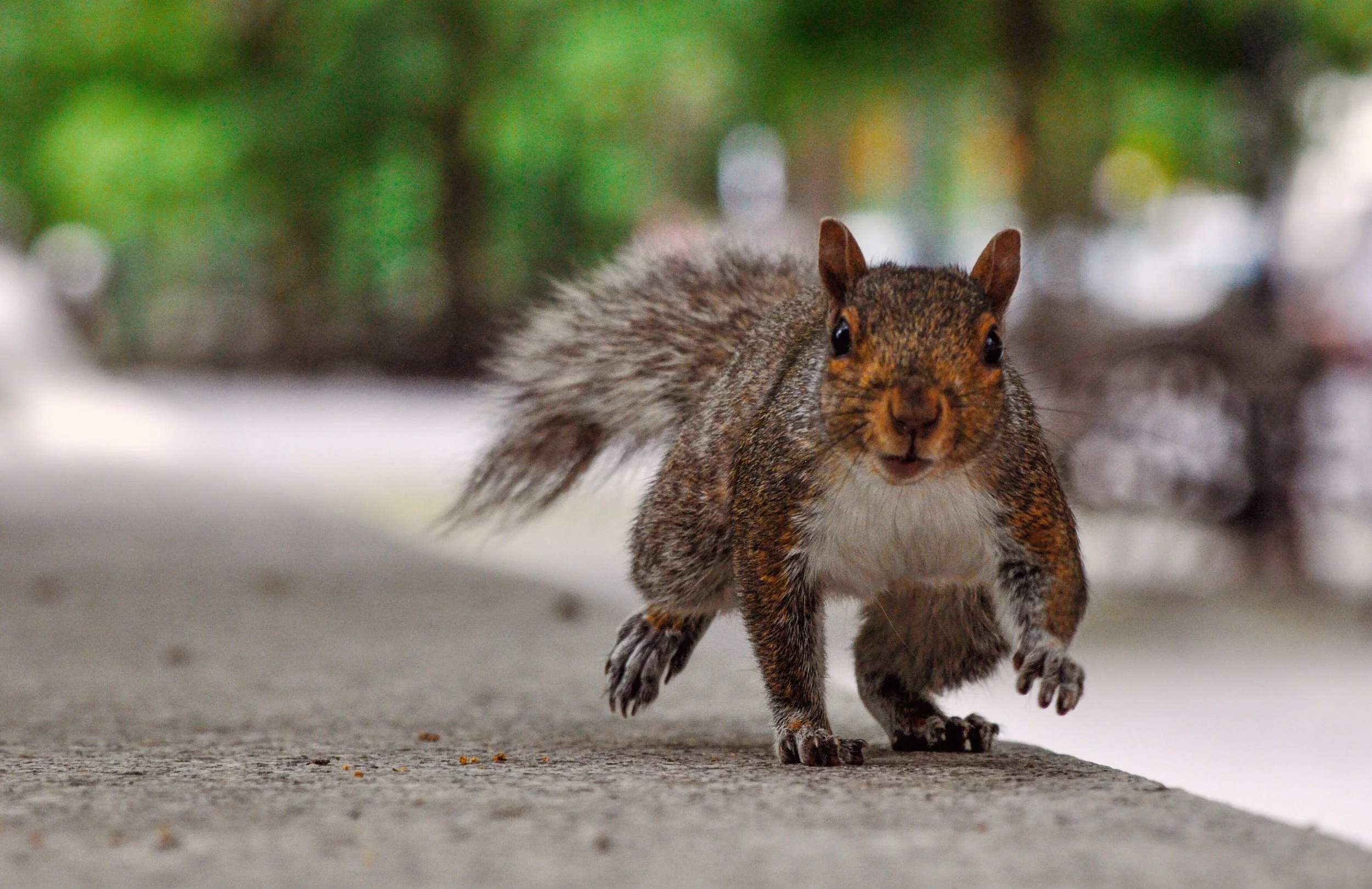 @ Squirrel_ Riverside Park_Photo © Joseph Kellard:kellardmedia.com.JPG