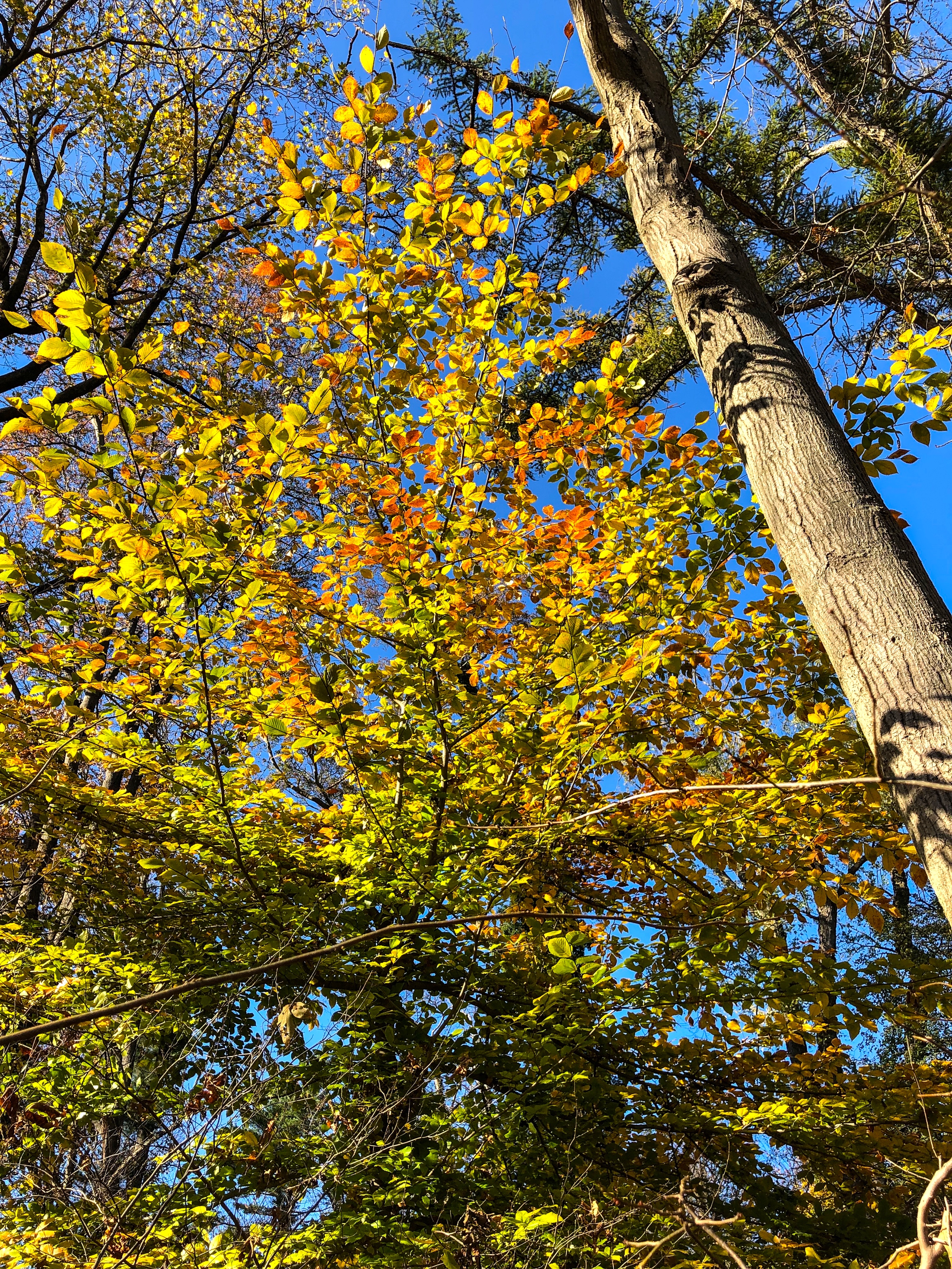 _@ Autumn trees_woods_Old Westbury Gardens_11.11.18-.jpg