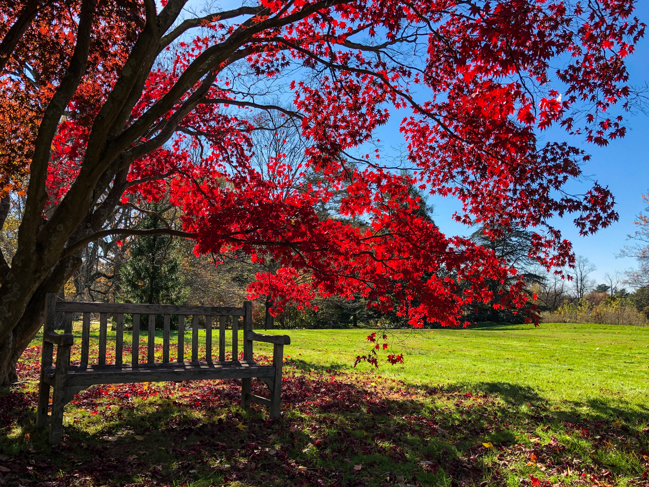 __@ Red maple tree_bench_Old Westbury Gardens 11.11.18_Photo © 2018 Joseph Kellard:kellardmedia.com.jpg