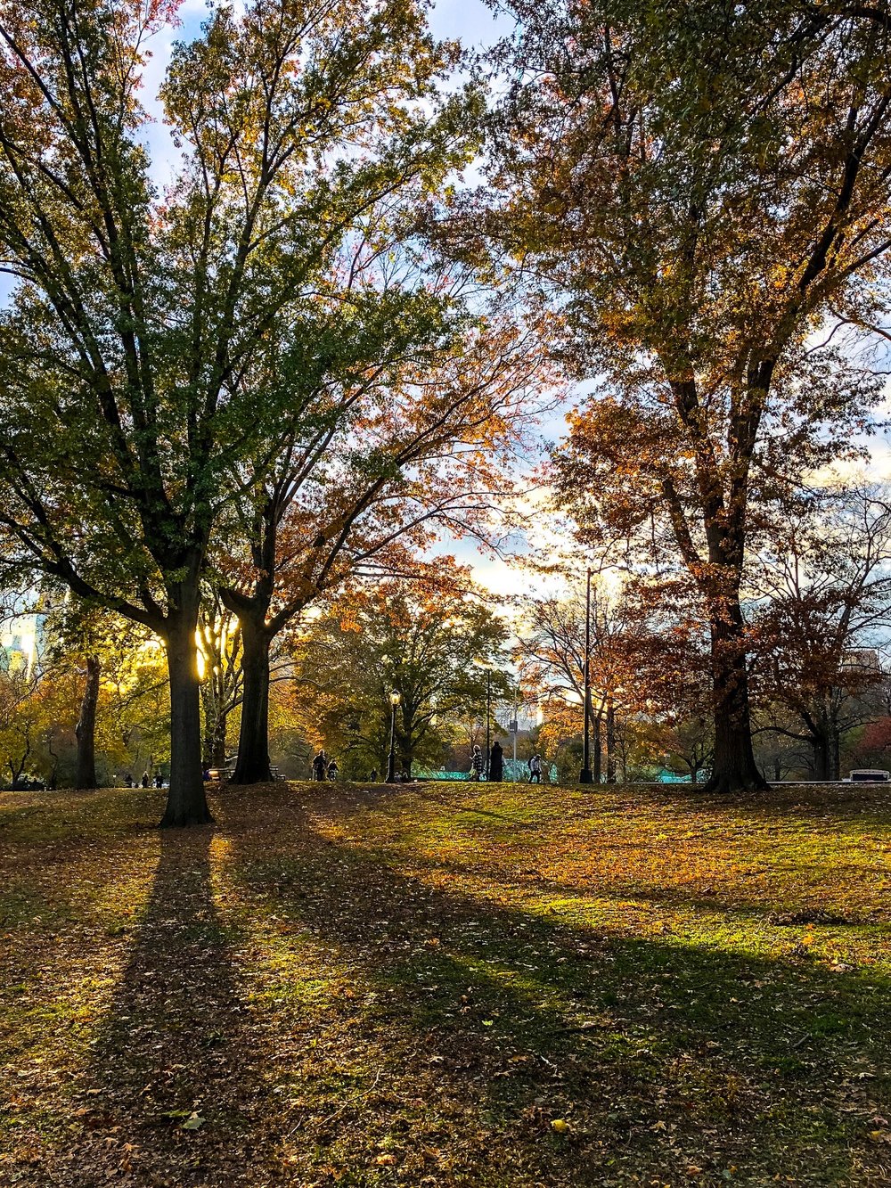 @ Autumn_trees_Central_Park 11.17.18_Photo © 2018 Joseph Kellard:kellardmedia.com.jpg