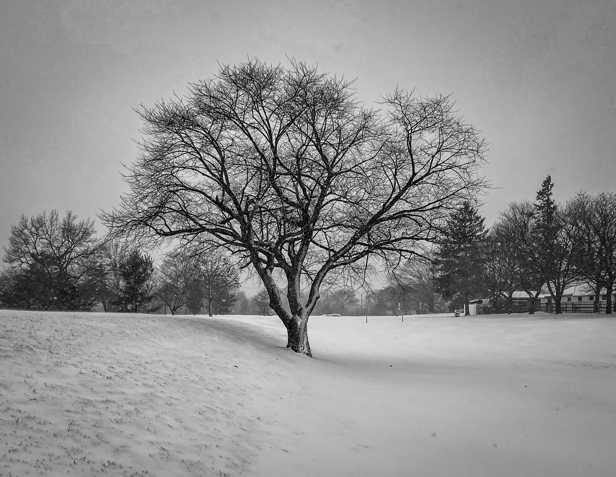 @ @ Snow Tree_Eisenhower Park_12.17.20_Photo © Joseph Kellard:kellardmedia.com.jpg