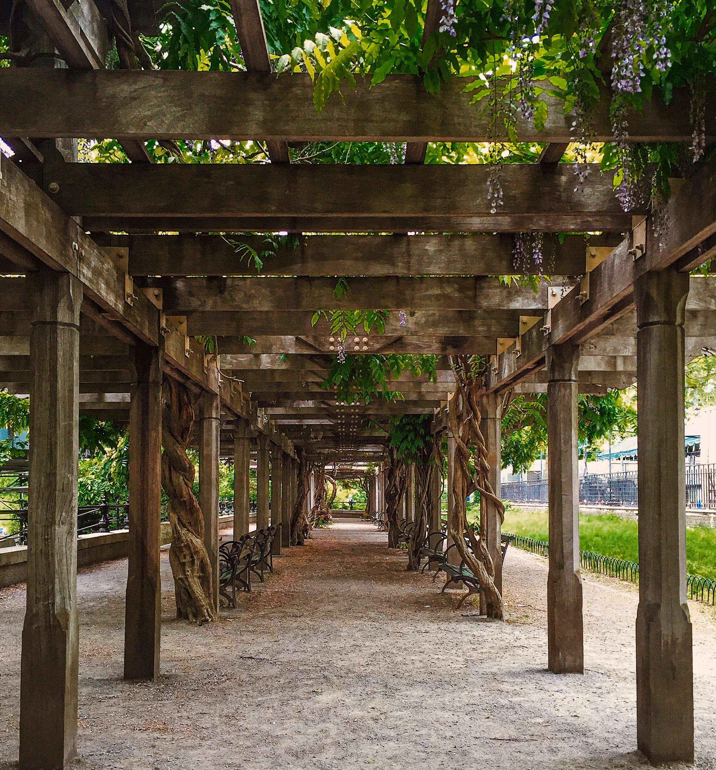 Wisteria Pergola 