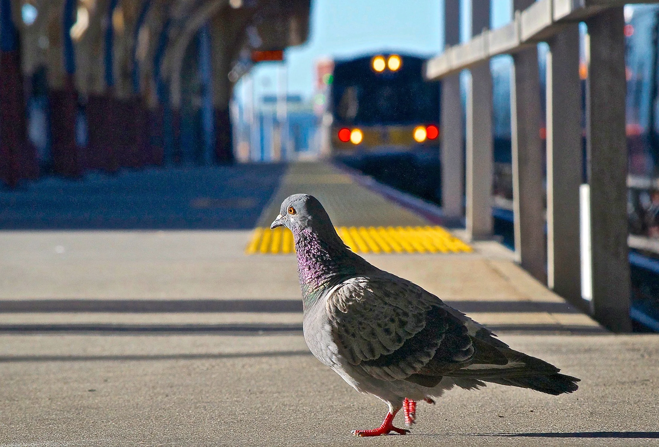 @ Pigeon_Long Beach train station_Photo Joseph Kellard..jpg