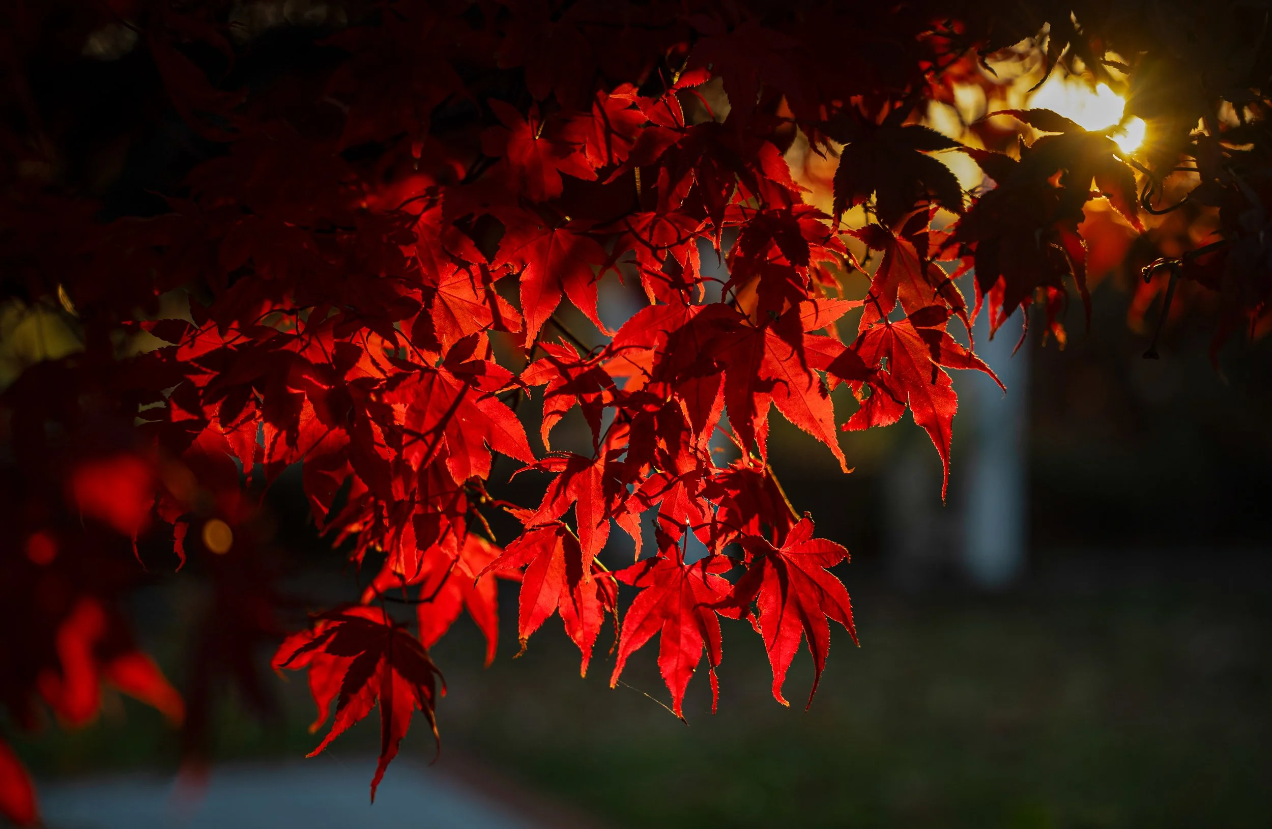 @ Red fall Leaves_sunset_ Eisenhower Park_11.8.25.jpg