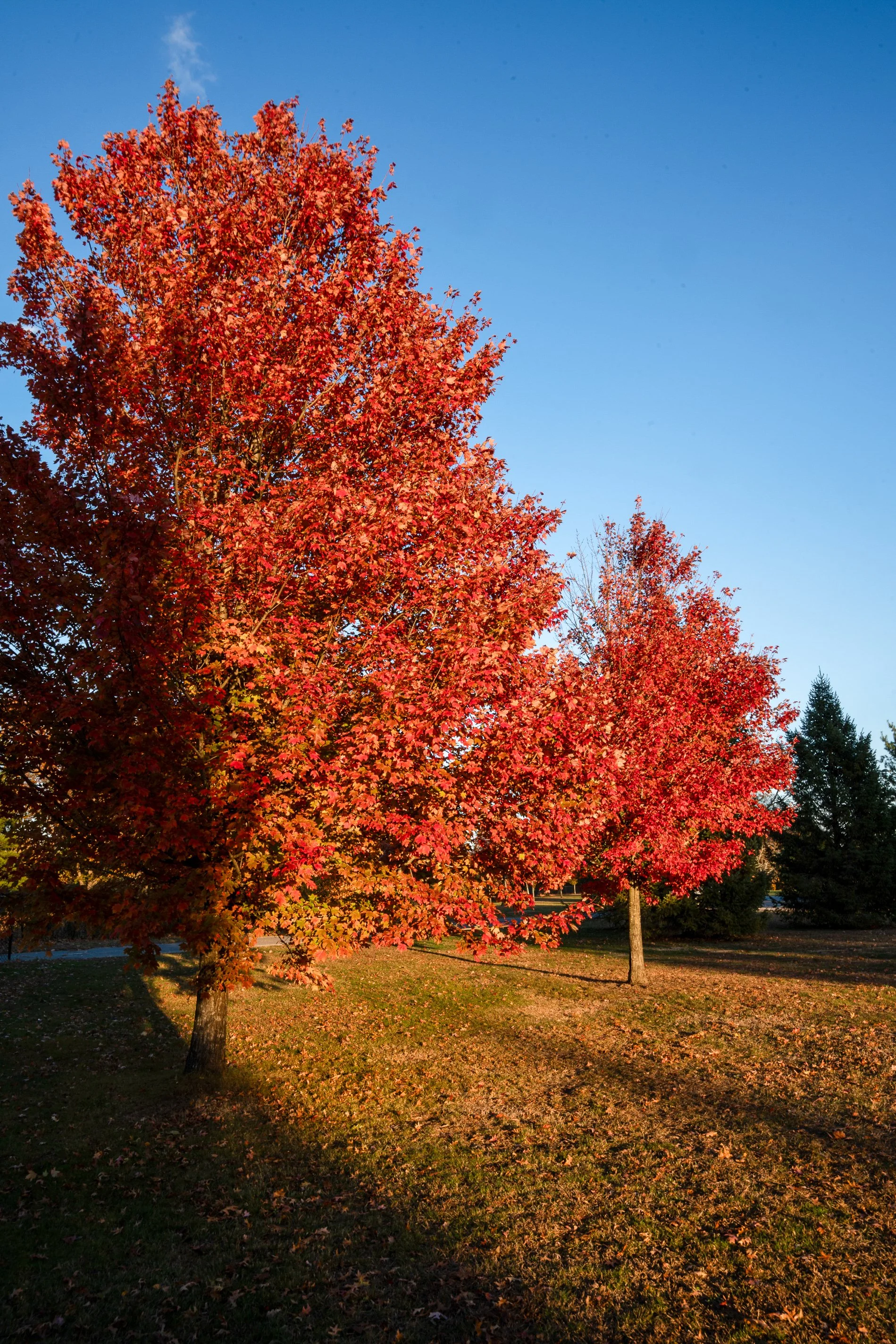 @ Red tree in shade_Eisenhower Park_11.8.25.jpg