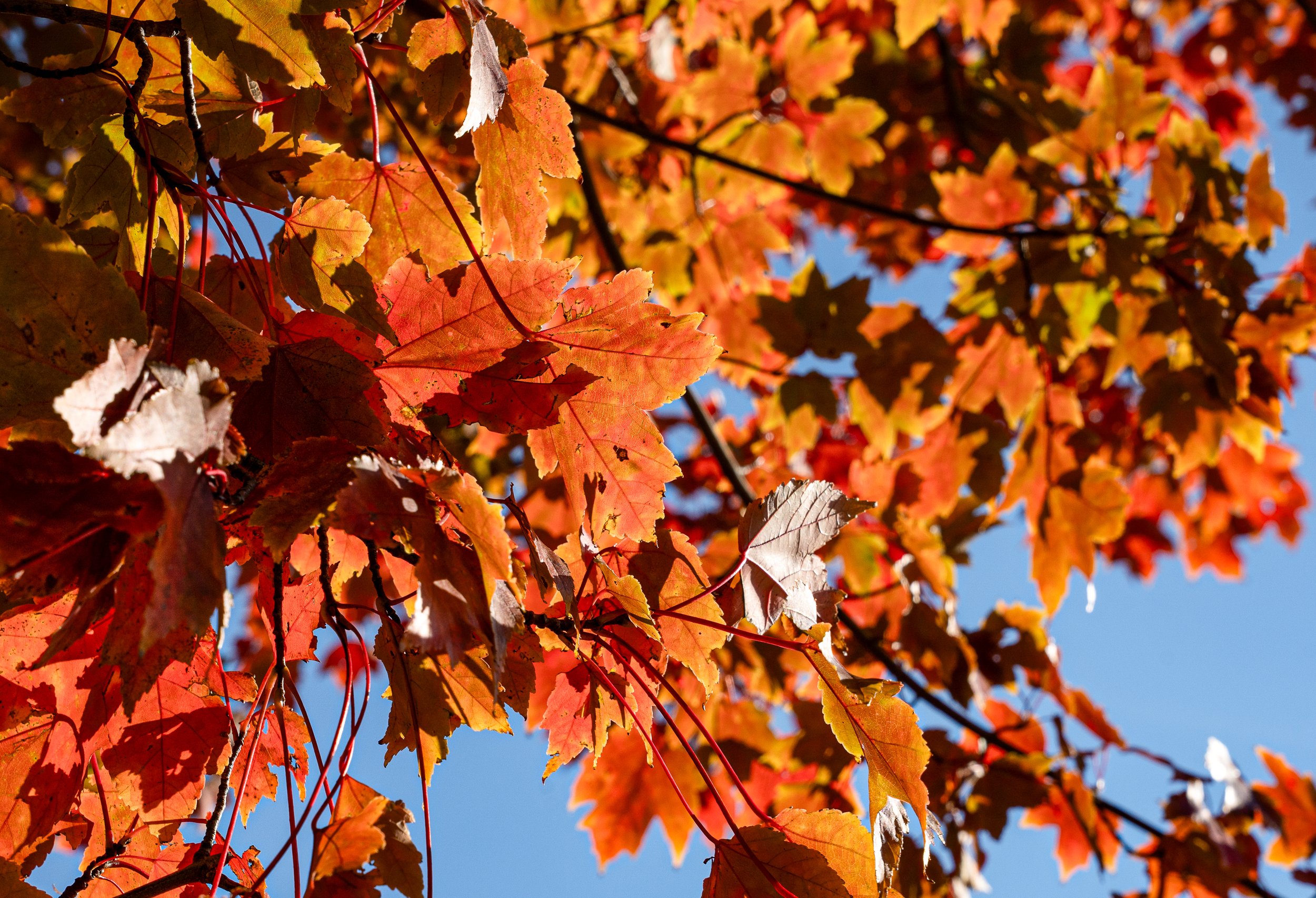 @ Autum leaves-Eisenhower Park_11.9.25.jpg