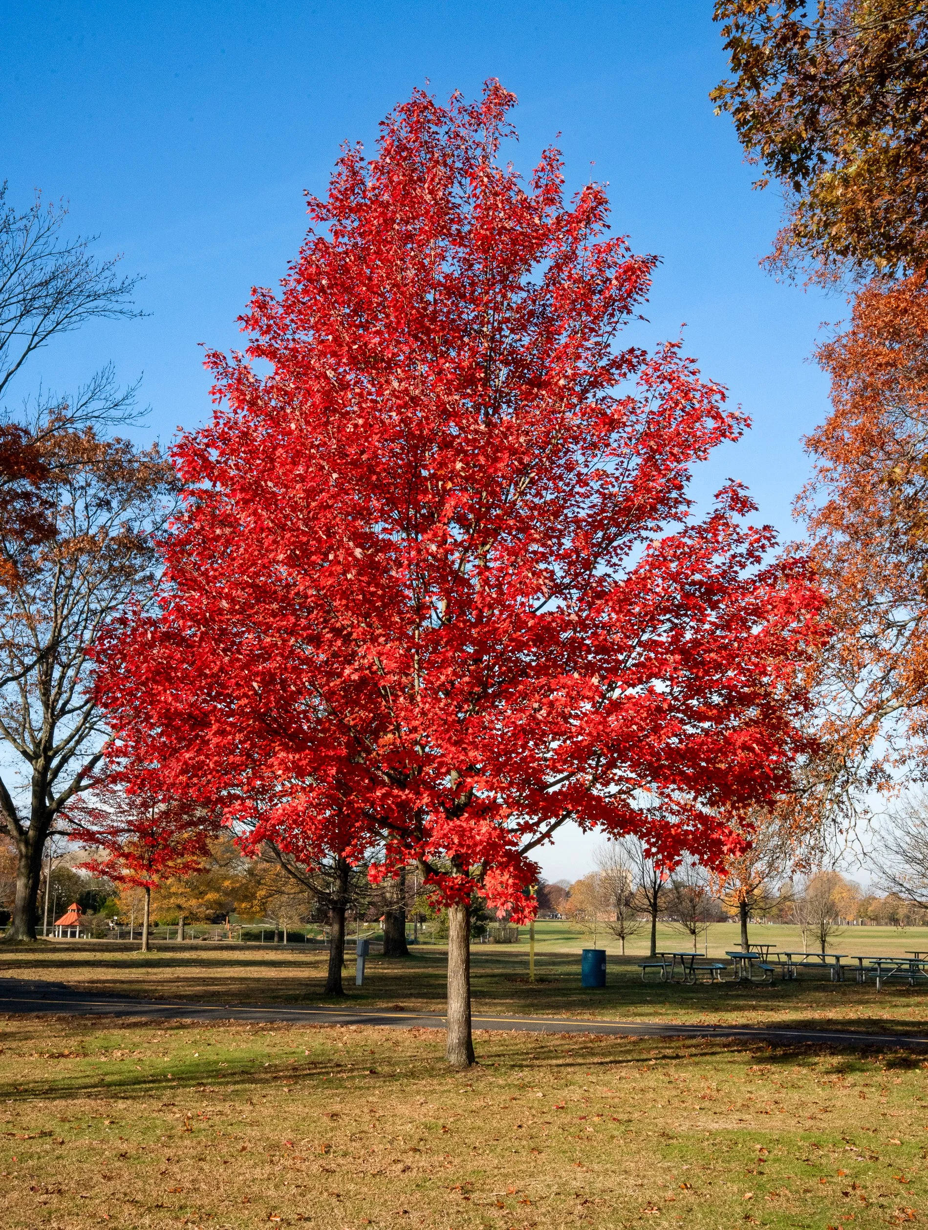 @ Red lone tree_Eisenhower Park-_11.9.25.jpg