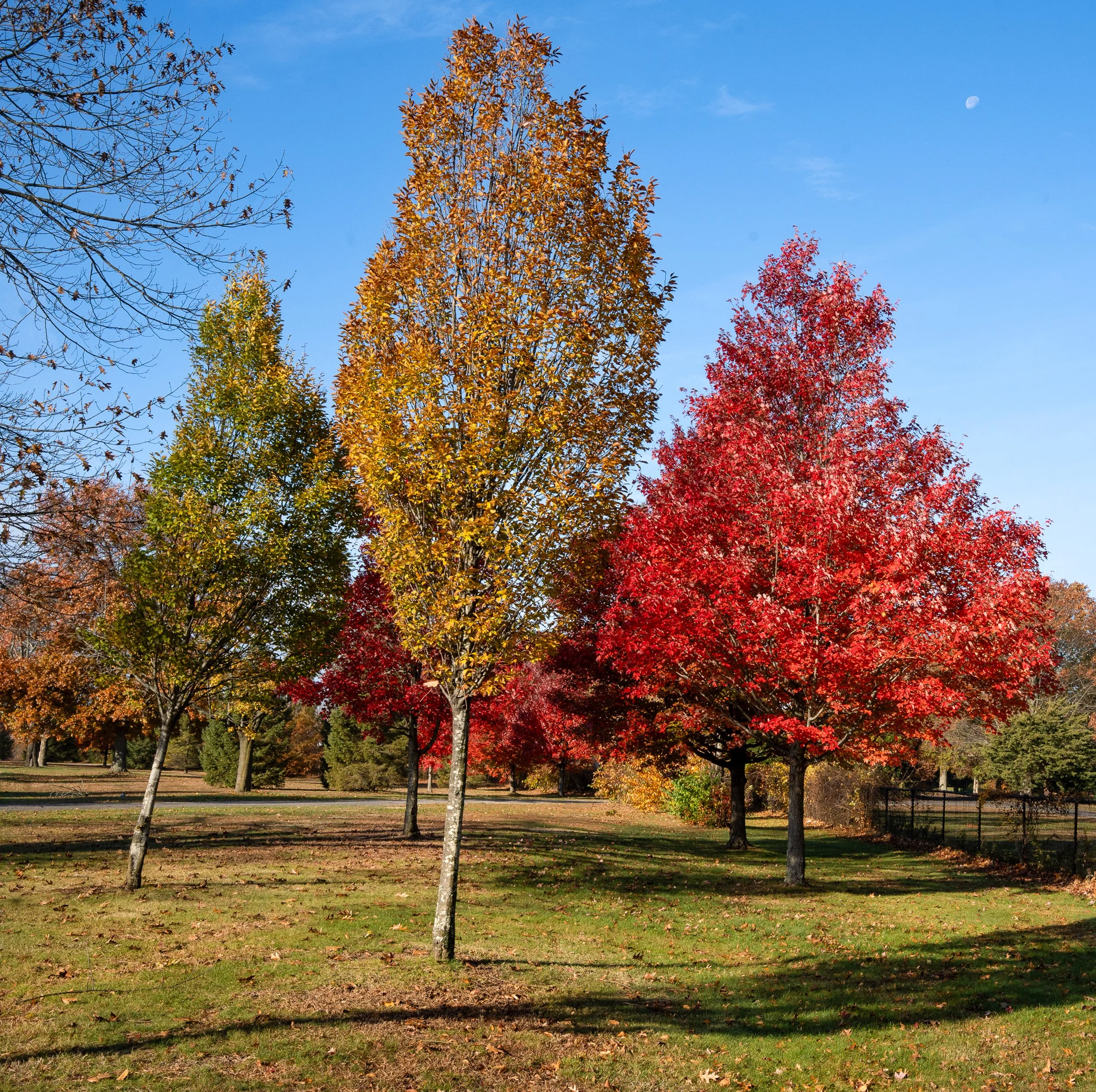 @ 3 autum trees-Eisenhower Park_11.9.25.jpg