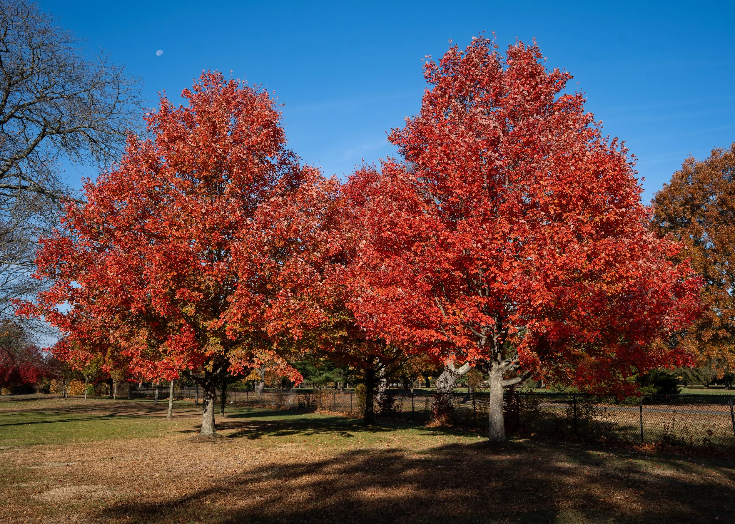 @ Two red trees_Eisenhower Park_11.9.25-.jpg