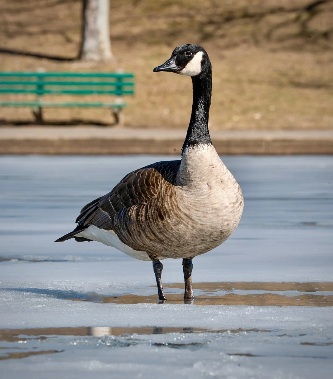 @ @ Goose_lake_Eisenhower Park_Photo Joseph Kellard.jpg