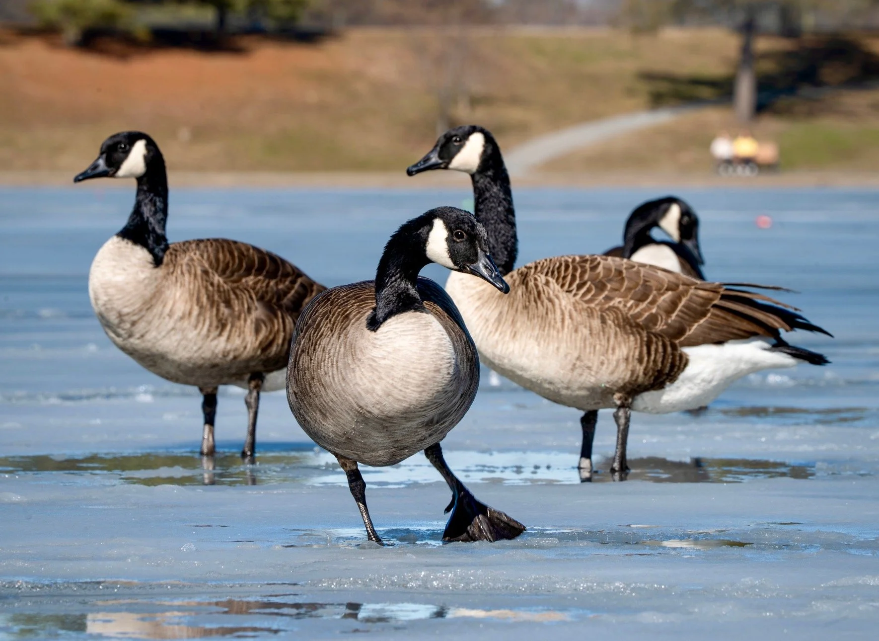  Canadian geese on the lake in Eisenhower Park, Long Island, as winter passes to spring 