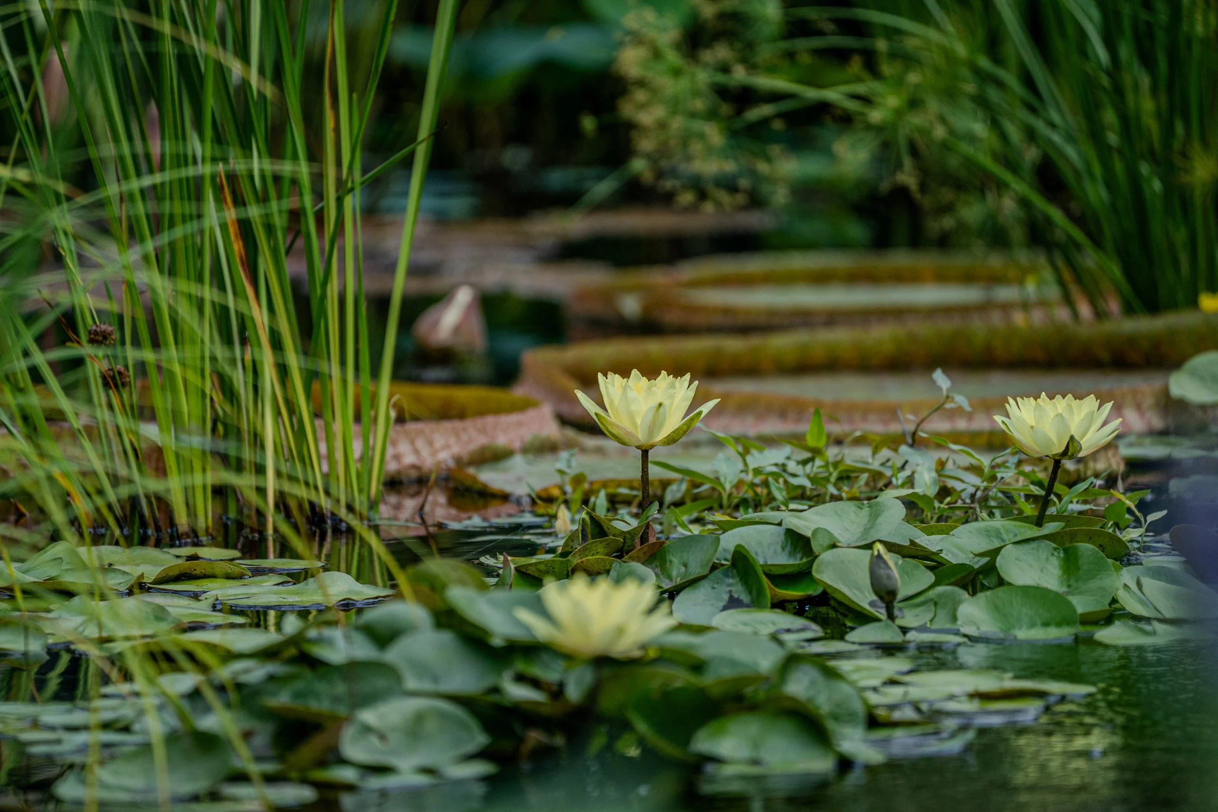 @ Yellow water lilies_Aquatic Garden (pond).jpg