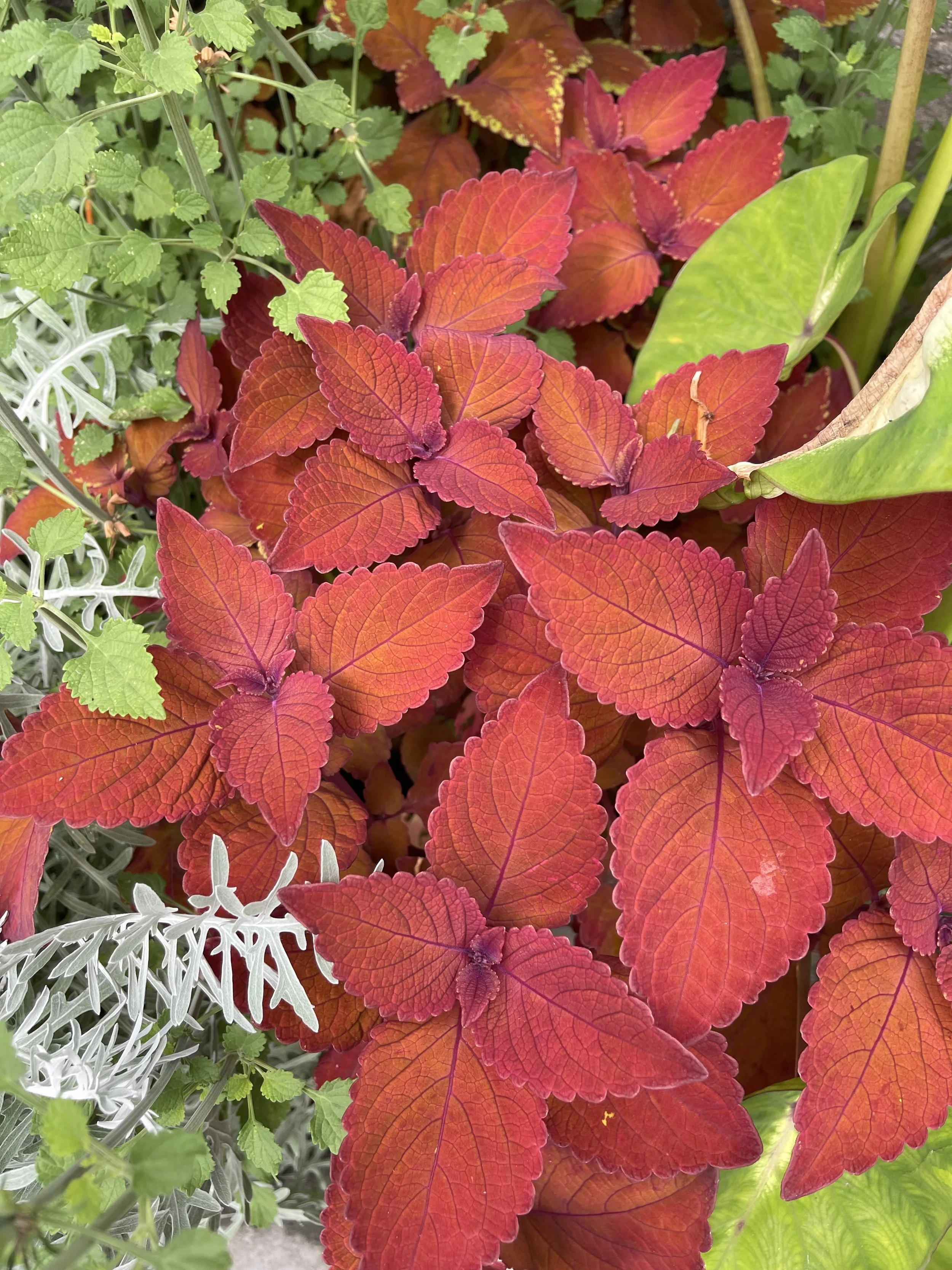 @ Campfirle Coleus_Paragola Overlook.jpeg