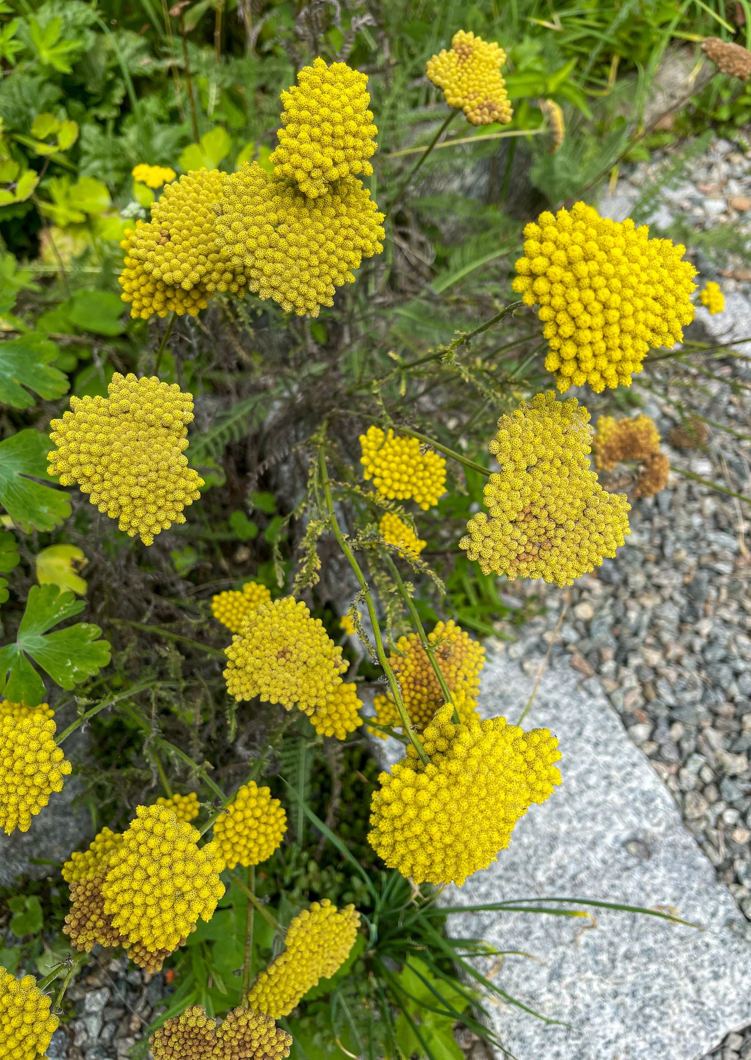 @ Dune Tansy_.jpg
