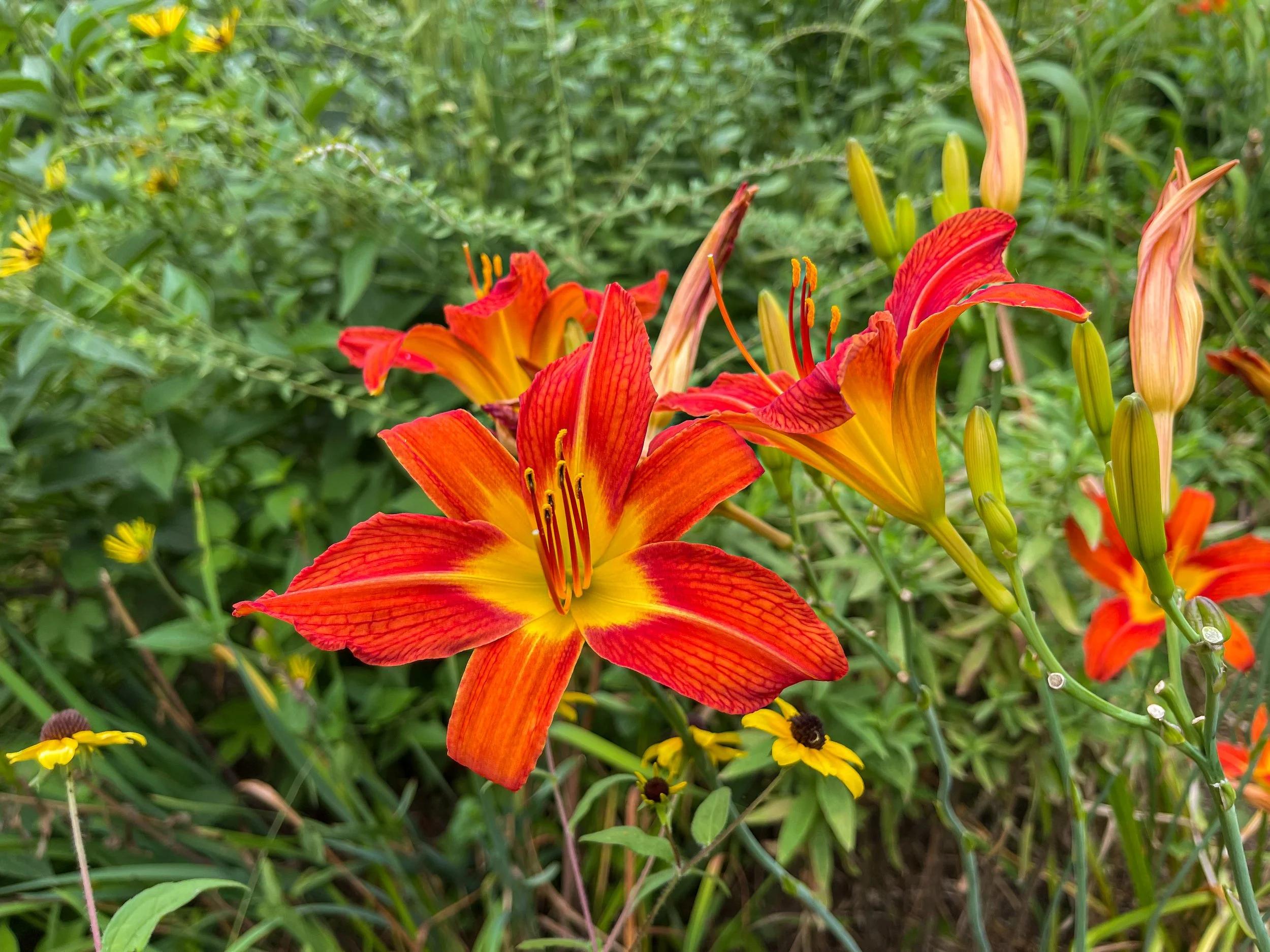 @ Orange Daylily-.jpg