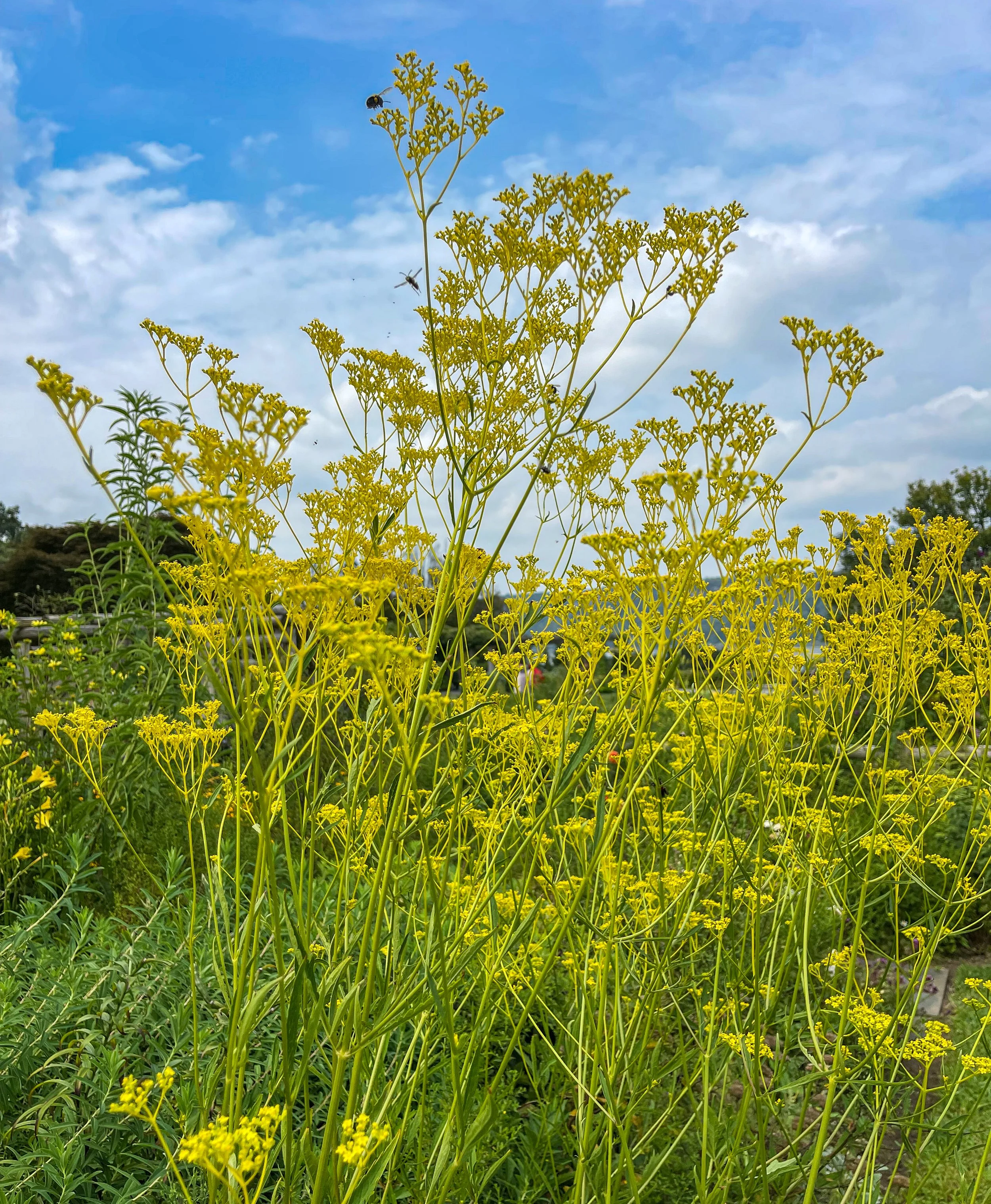 @ Patrina scabiosifolia or Golden Lace:Valerian_Wave Hill Garden.jpg
