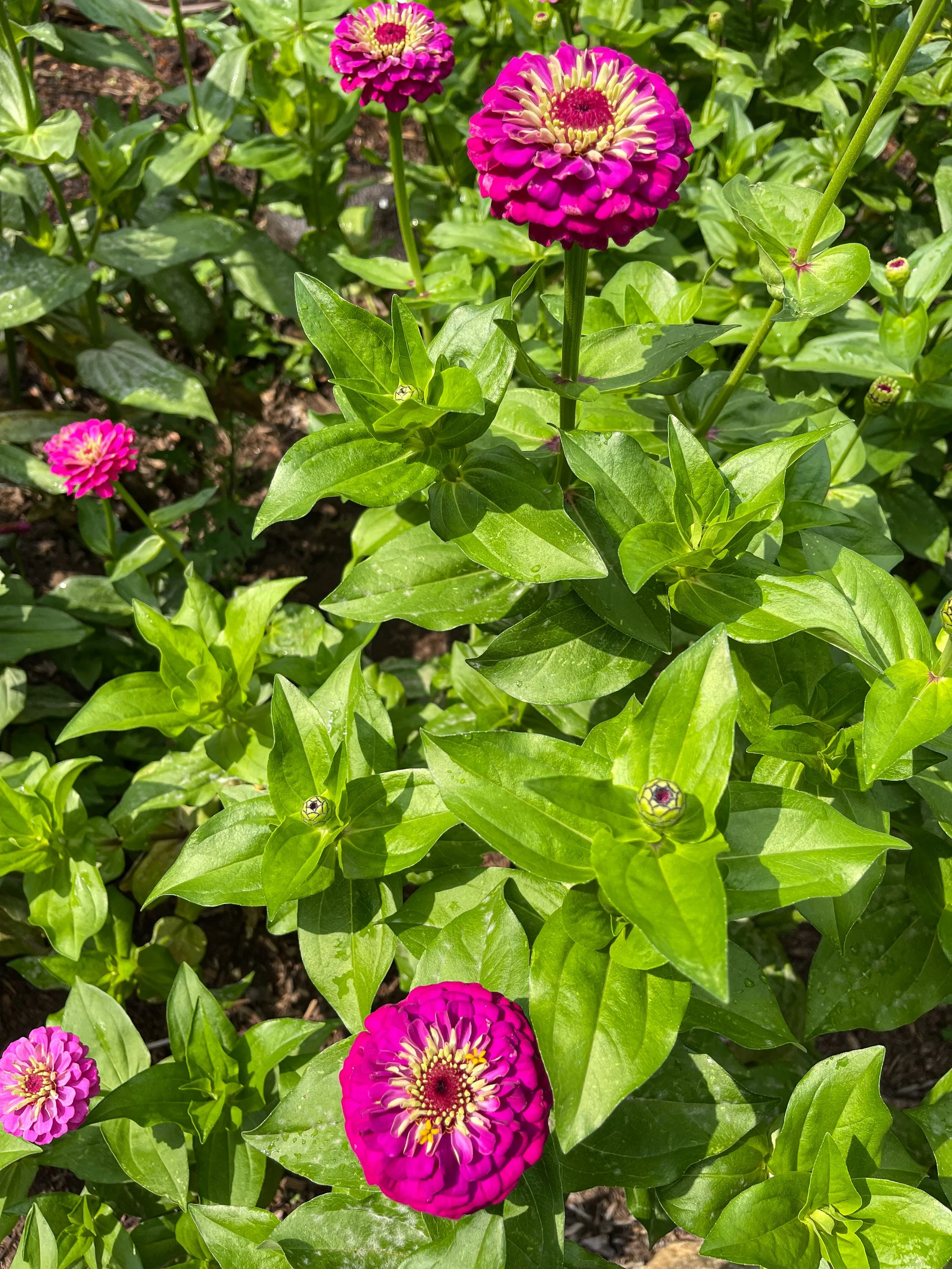 @ Zinnia Flower_Wave Hill Garden.jpg