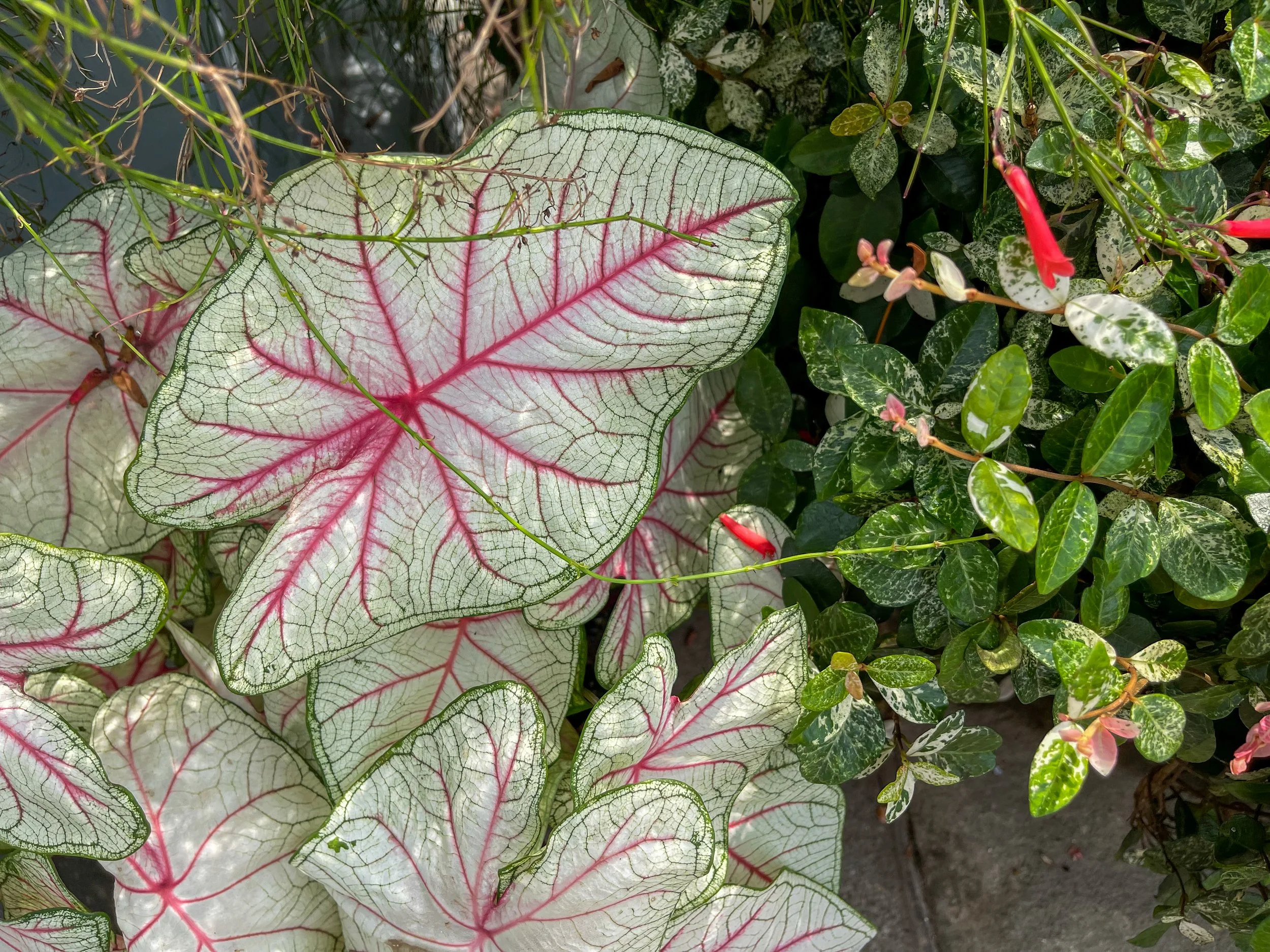 @ White Queen Caladium_Paragola Overlook_.jpg