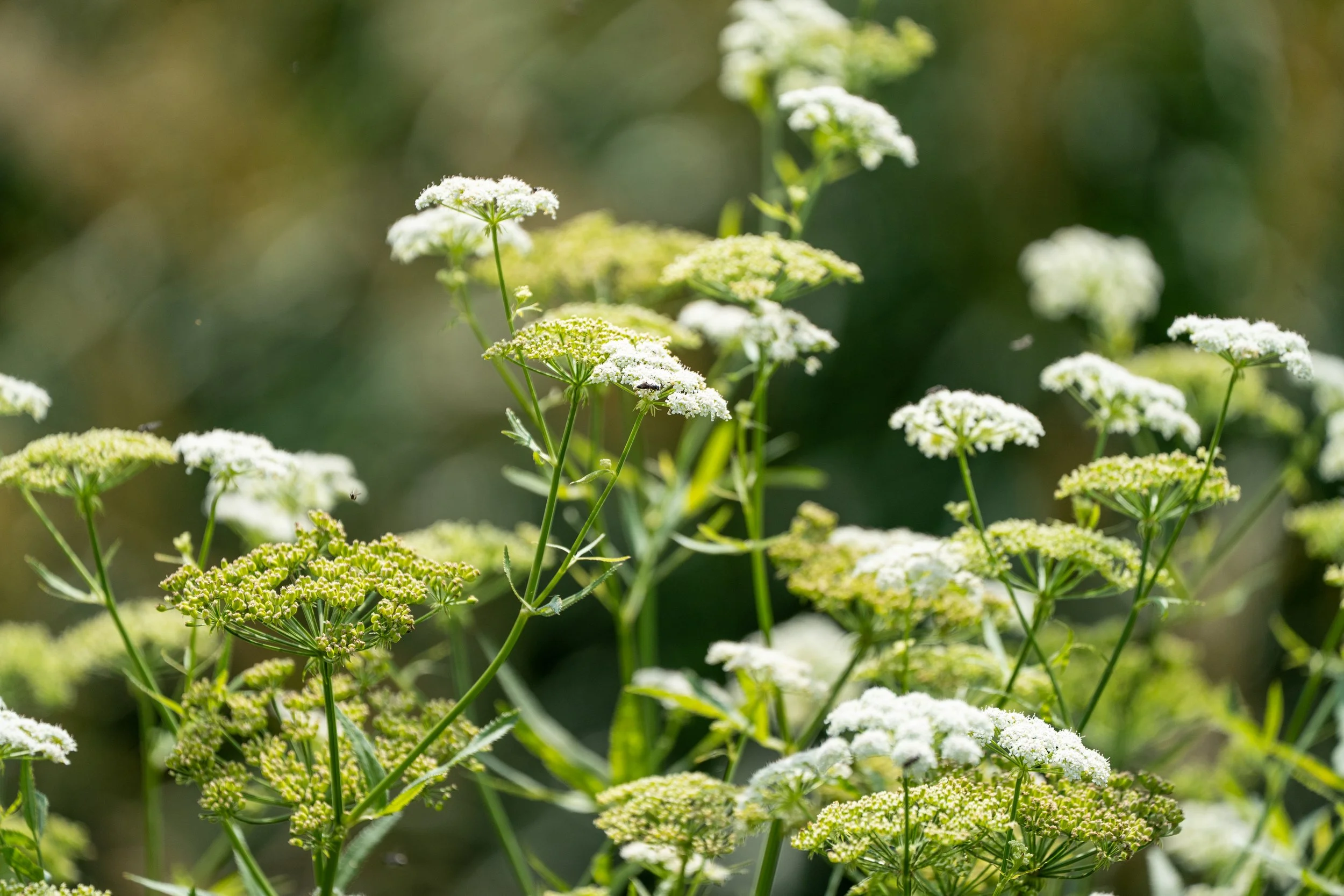 @ Queen Anne's Lace.jpg
