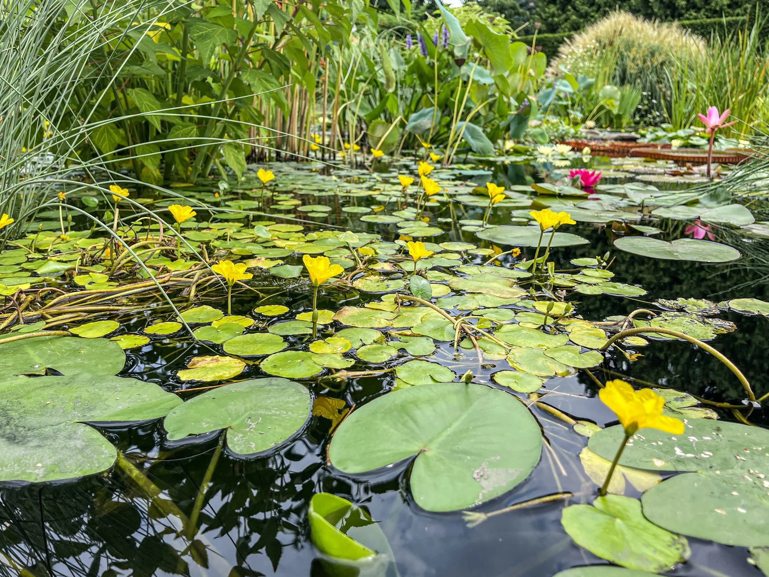 @ Yellow pond lilies.jpg