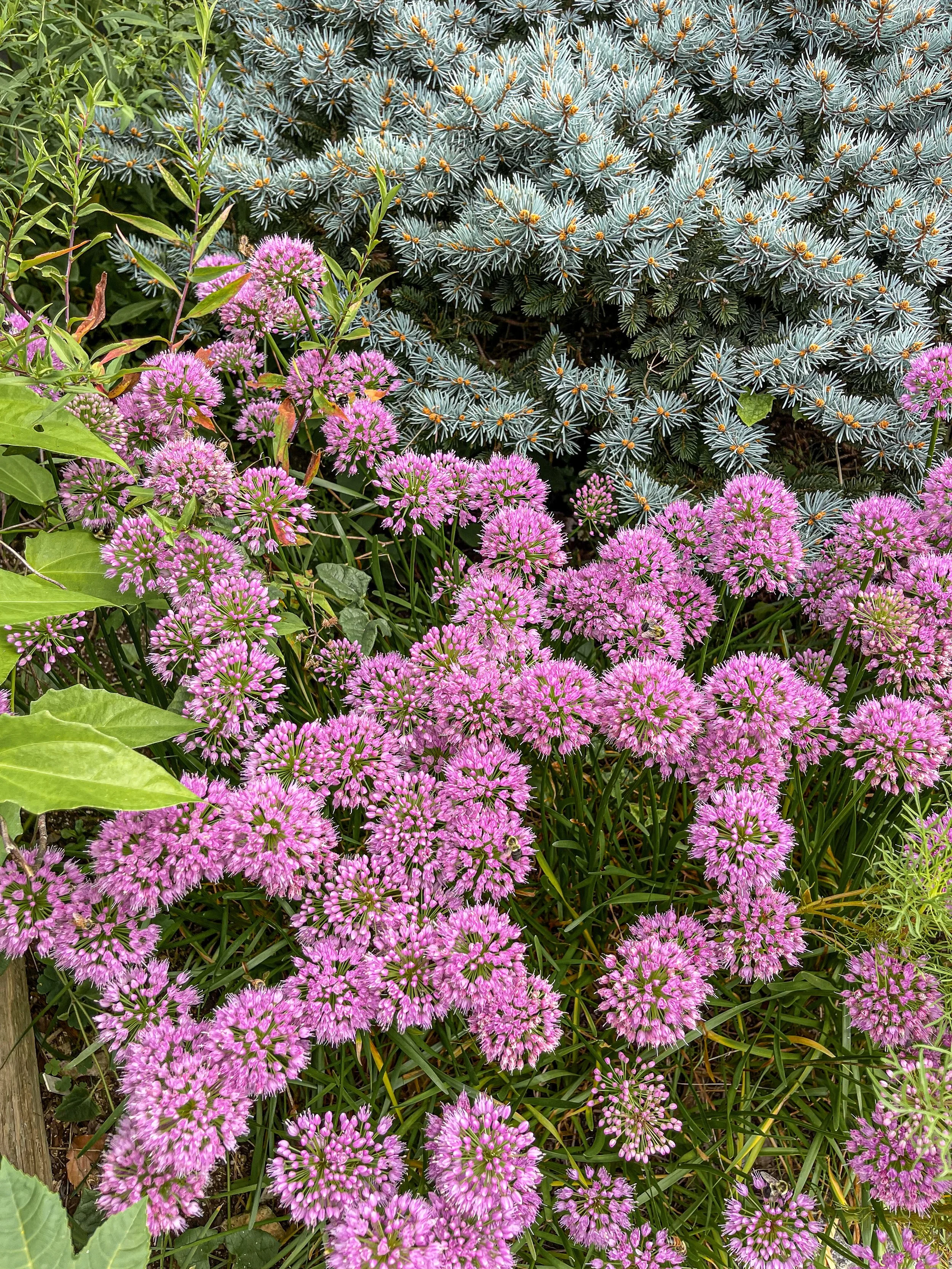 @ Allium_Colorado Blue Spruce.jpg